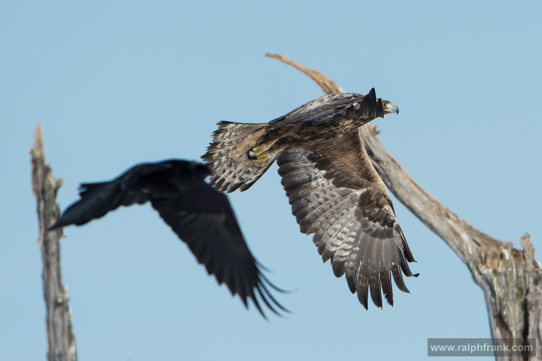 Golden eagle and northern ravens Winter Safari Finnland 03/2015