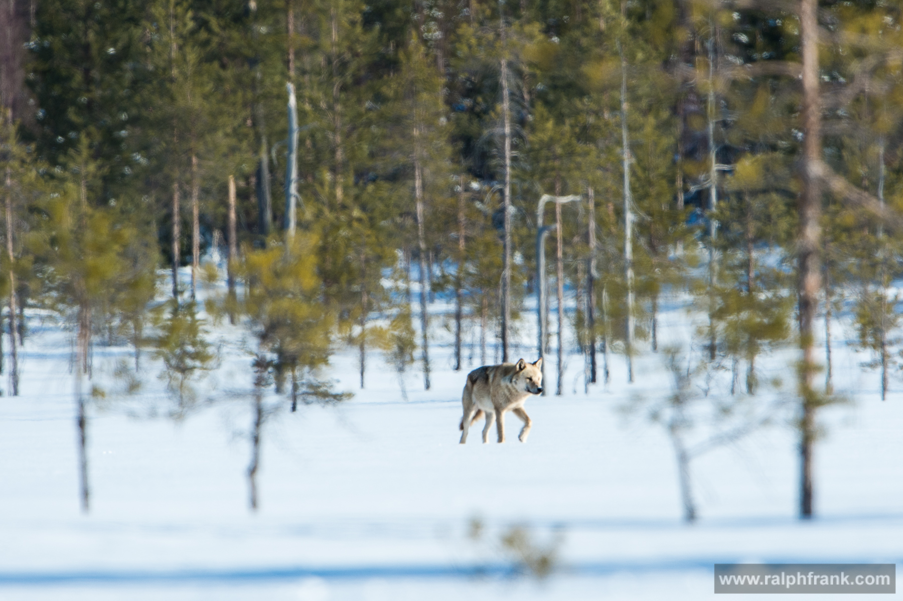 Wolf Winter Safari Finnland 03/2015