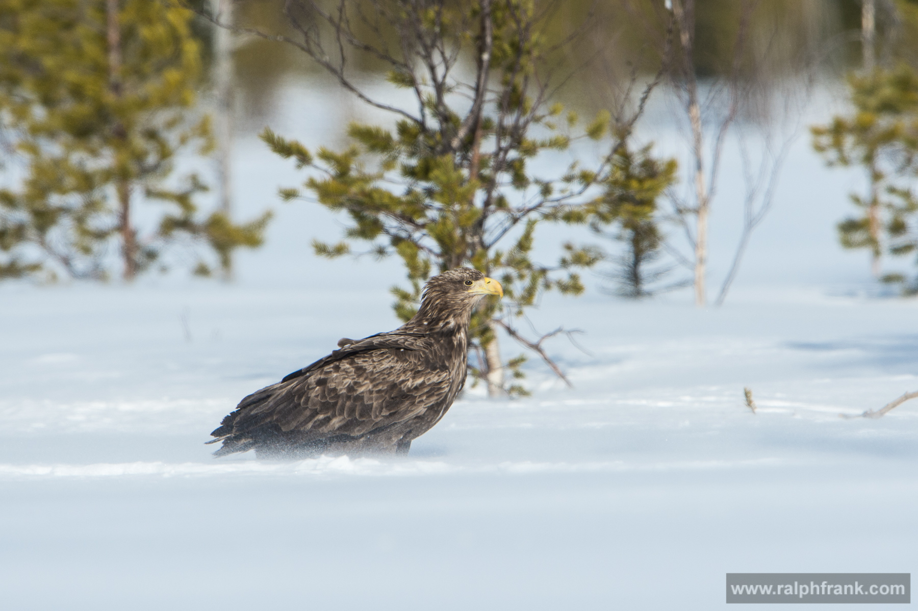 Seeadler / White-tailed eagle Winter Safari Finnland 03/2015