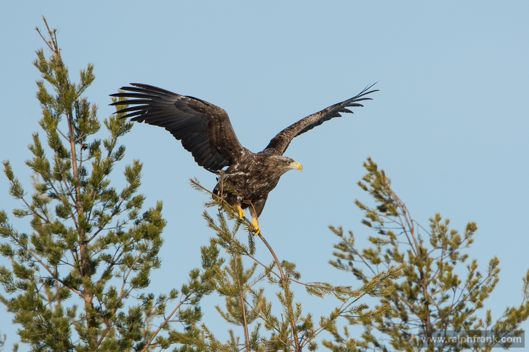 Seeadler / White-tailed eagle Winter Safari Finnland 03/2015