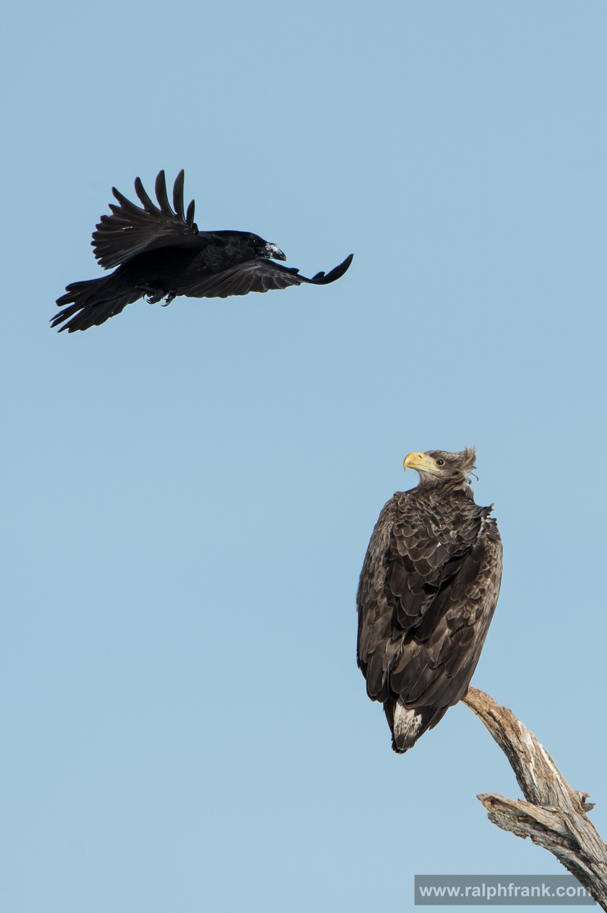 White-tailed eagle and northern raven Winter Safari Finnland 03/2015