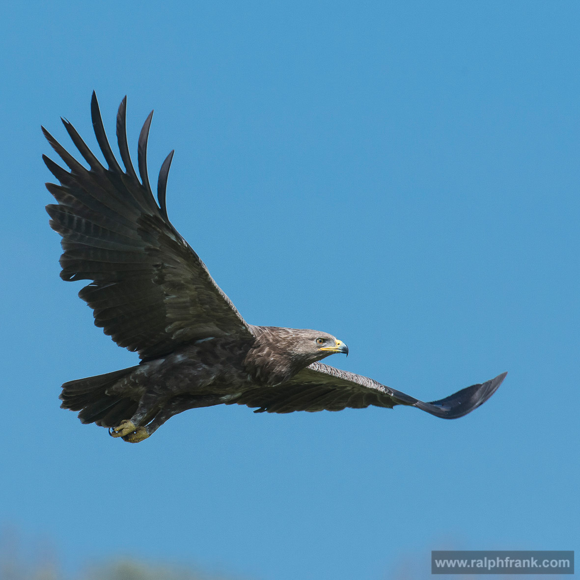 Schreiadler / lesser spotted eagle Foto: Ralph Frank