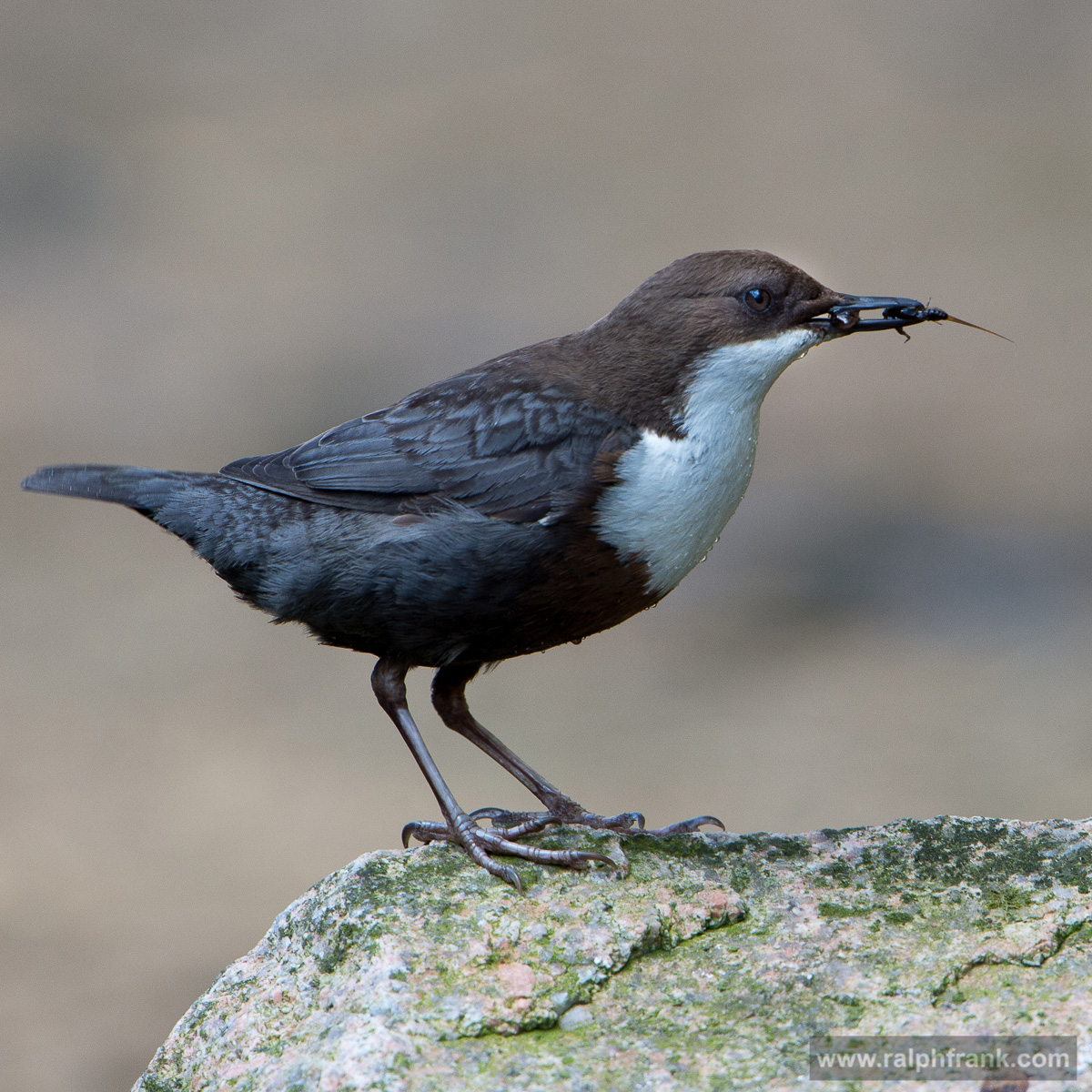 Wasseramsel / Dipper / Foto: Ralph Frank