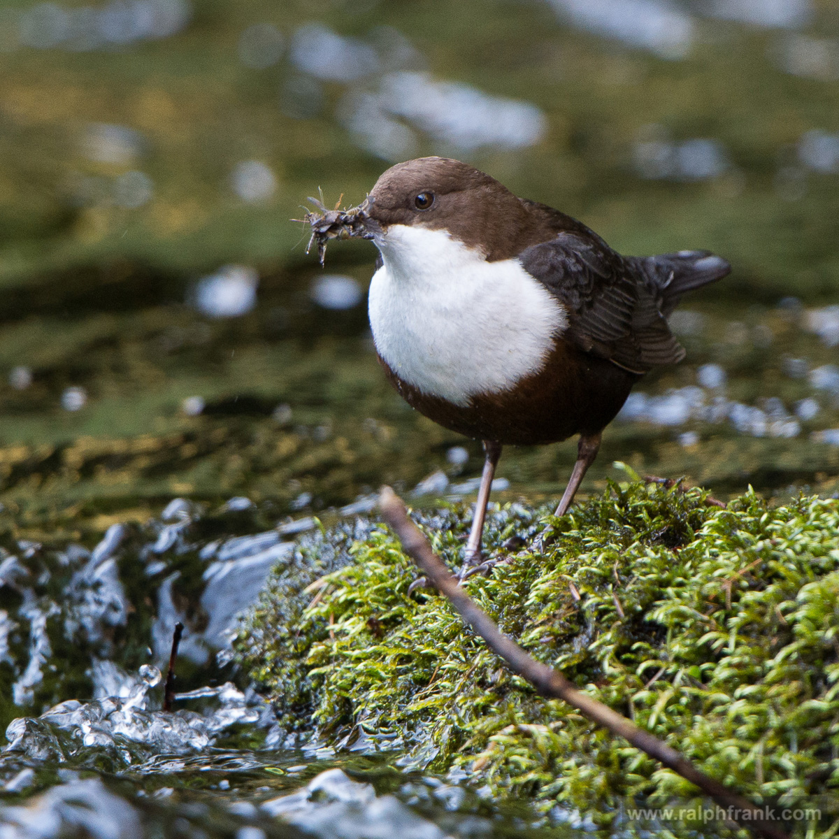 Wasseramsel / Dipper / Foto: Ralph Frank