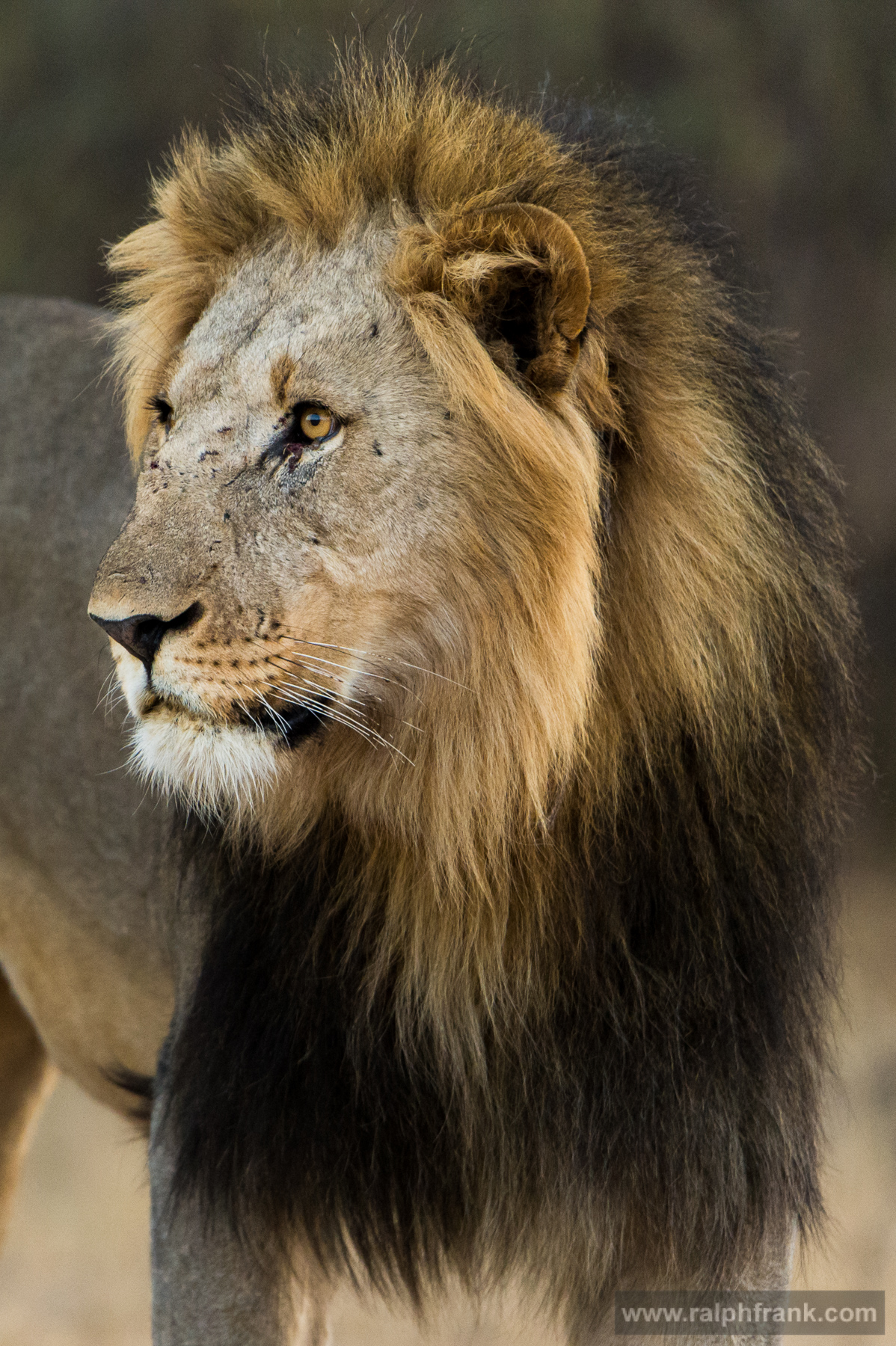 Löwe (Panthera leo) / Foto: Ralph Frank