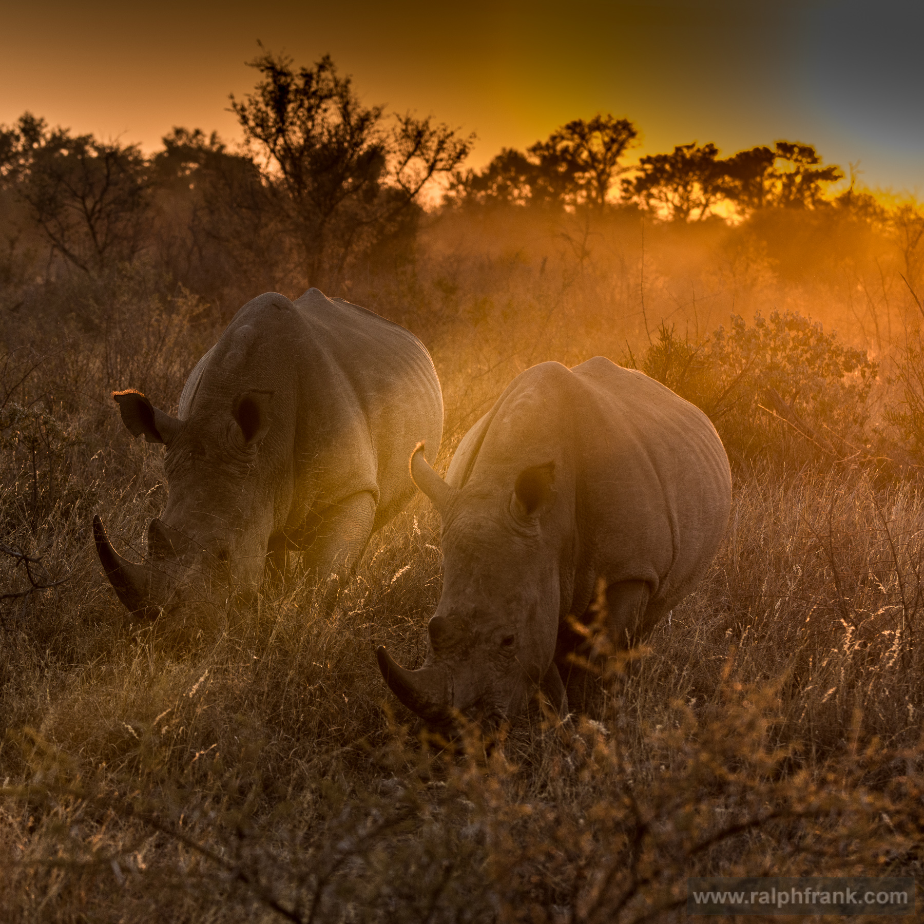 Breitmaulnashorn (Ceratotherium simum), white rhino / Foto: Ralph Frank