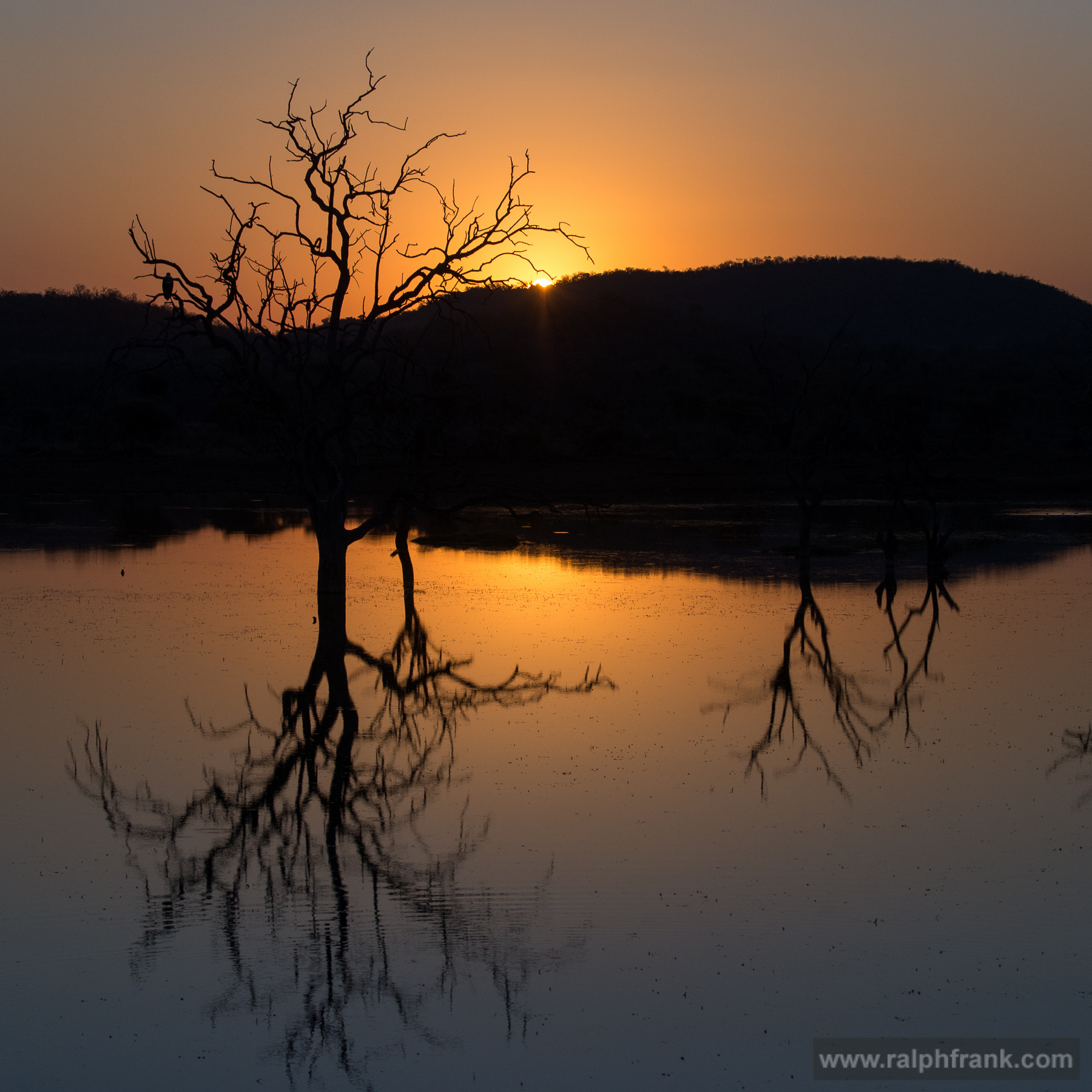 NP Madikwe / Foto: Ralph Frank Foto: Ralph Frank
