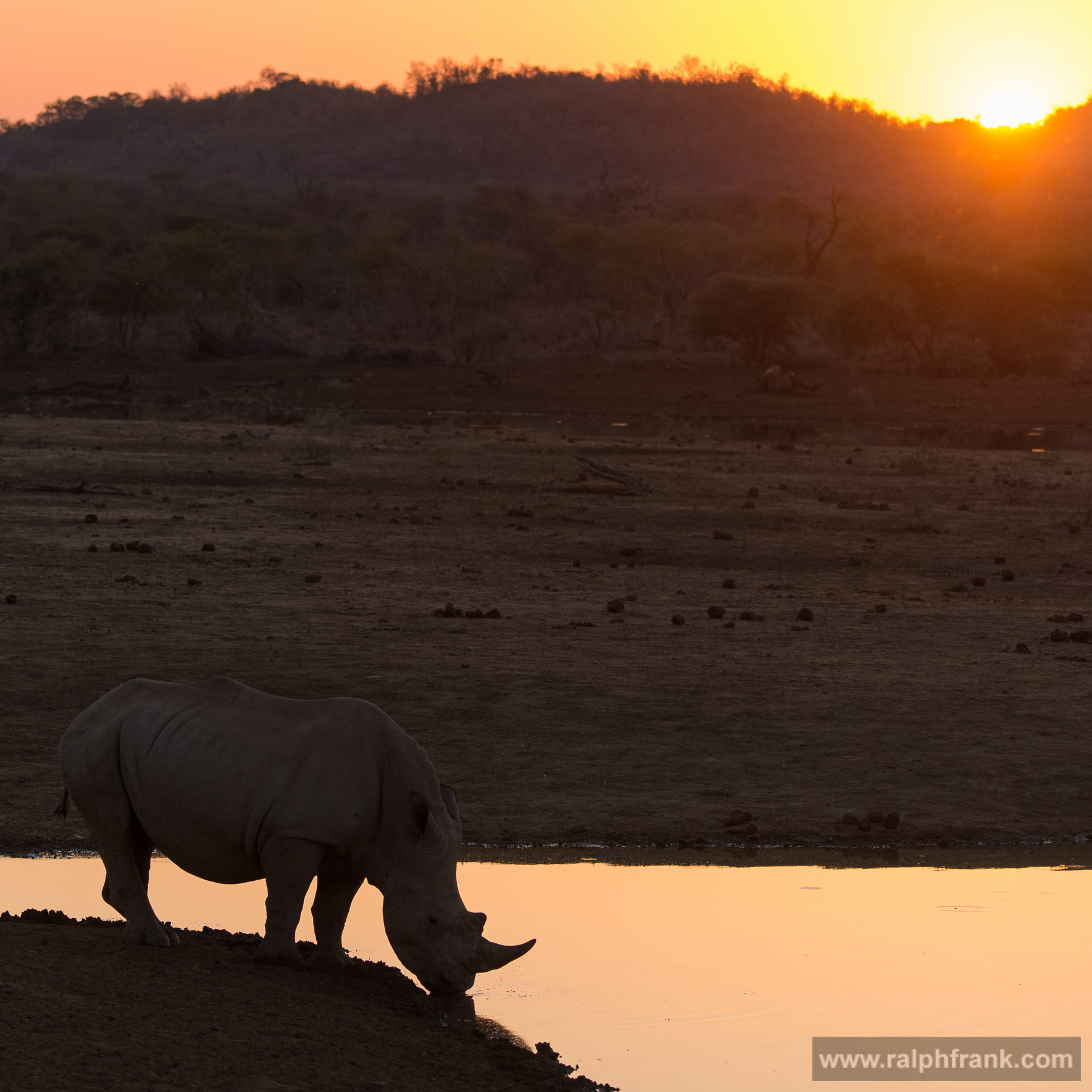 Breitmaulnashorn (Ceratotherium simum), white rhino / Foto: Ralph Frank