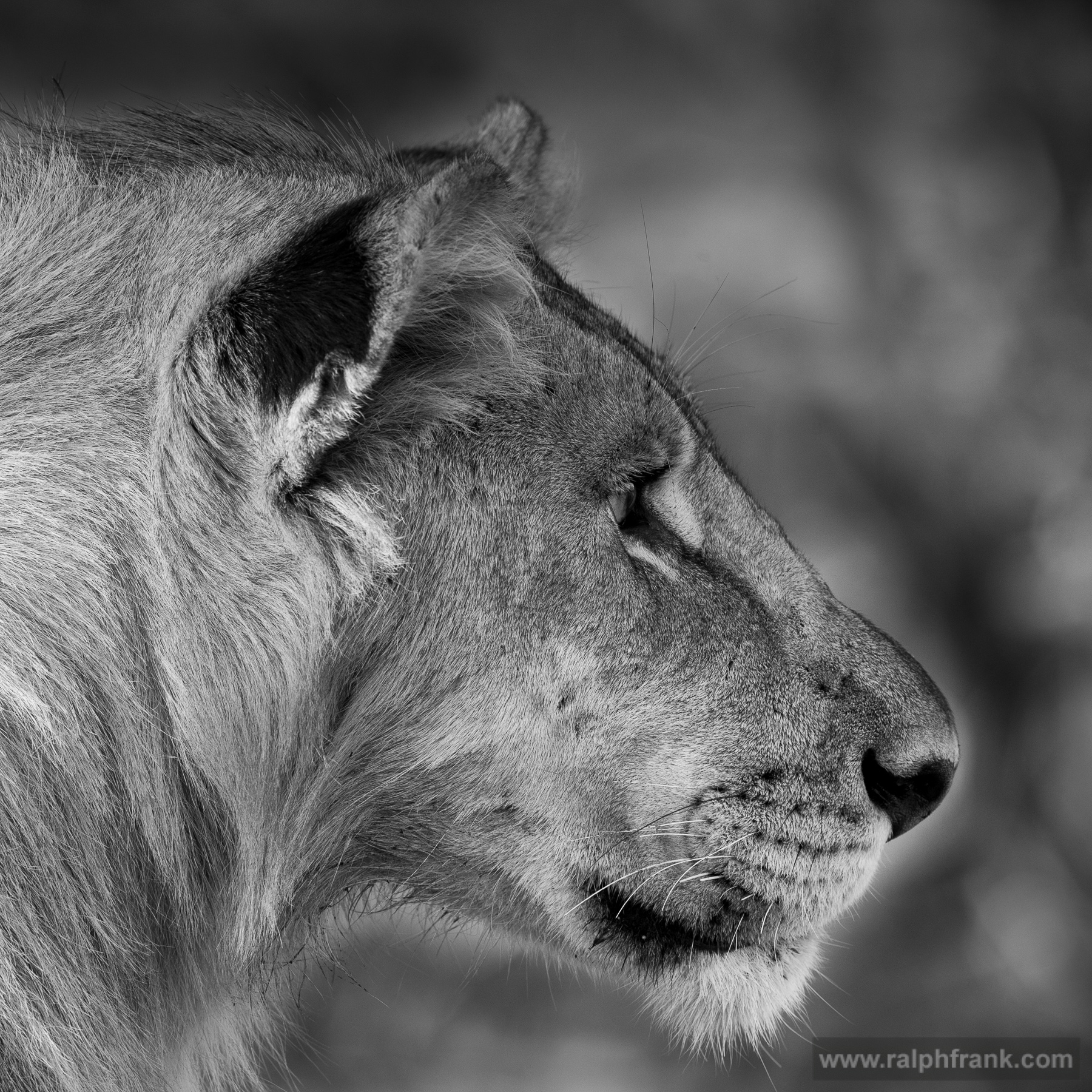 Junger Löwe (Panthera leo) / Foto: Ralph Frank