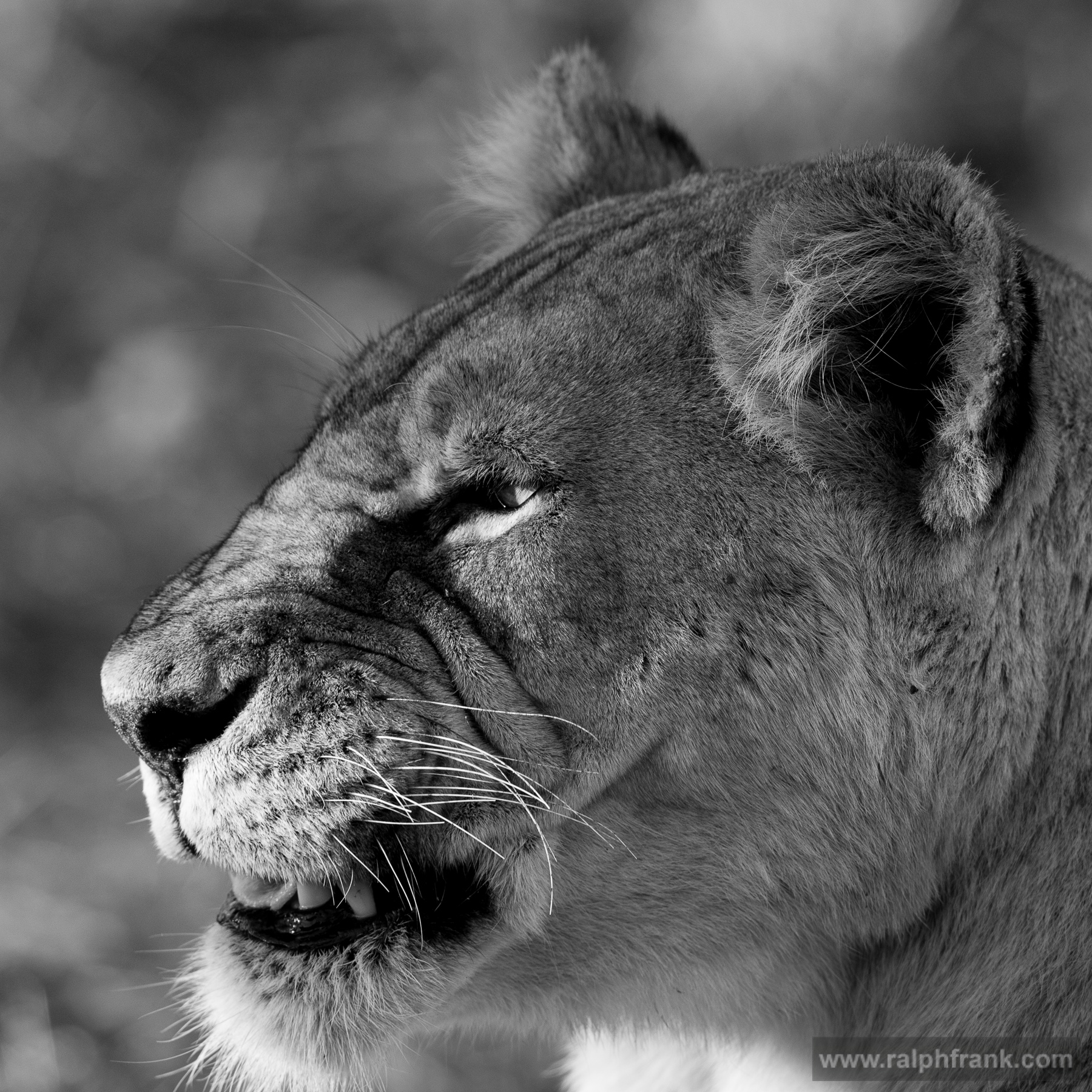 Löwin (Panthera leo) / Foto: Ralph Frank