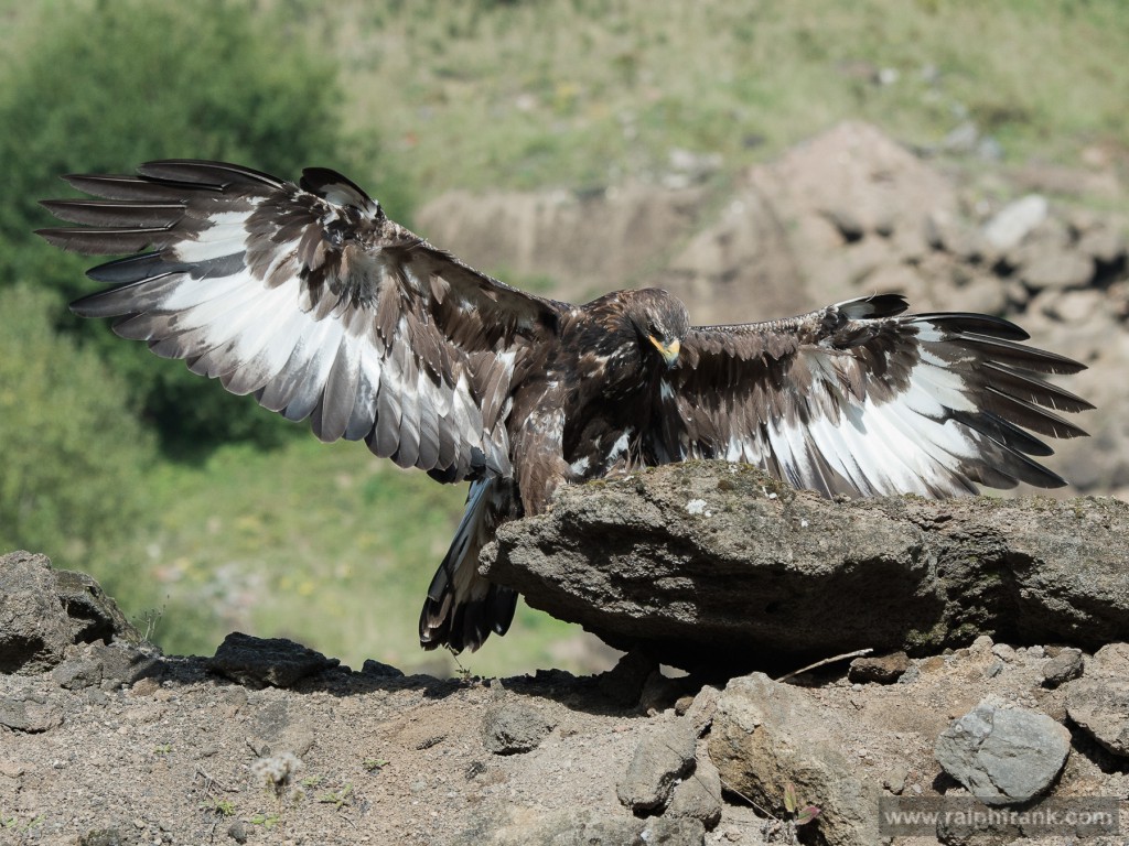 Steinadler (Aquila chrysaetos), golden eagle / Foto: Ralph Frank