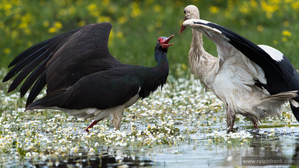 Schwarzstorch (Ciconia nigra) und Weißstorch (Ciconia ciconia) / Foto: Ralph Frank