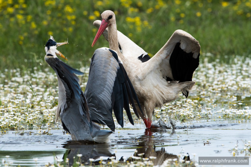 Weißstorch (Ciconia ciconia) und Graureiher (Ardea cinerea) / Foto: Ralph Frank
