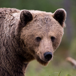 Braunbär (Ursus arctos) / brown bear / Foto: Ralph Frank