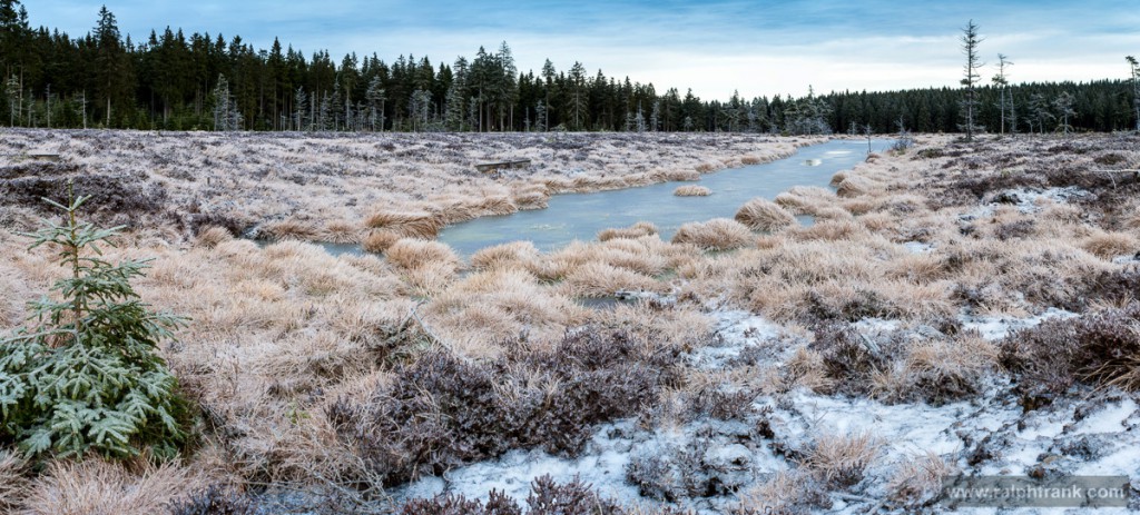 Saukopfmoor am Rennsteig bei Oberhof / Foto: Ralph Frank