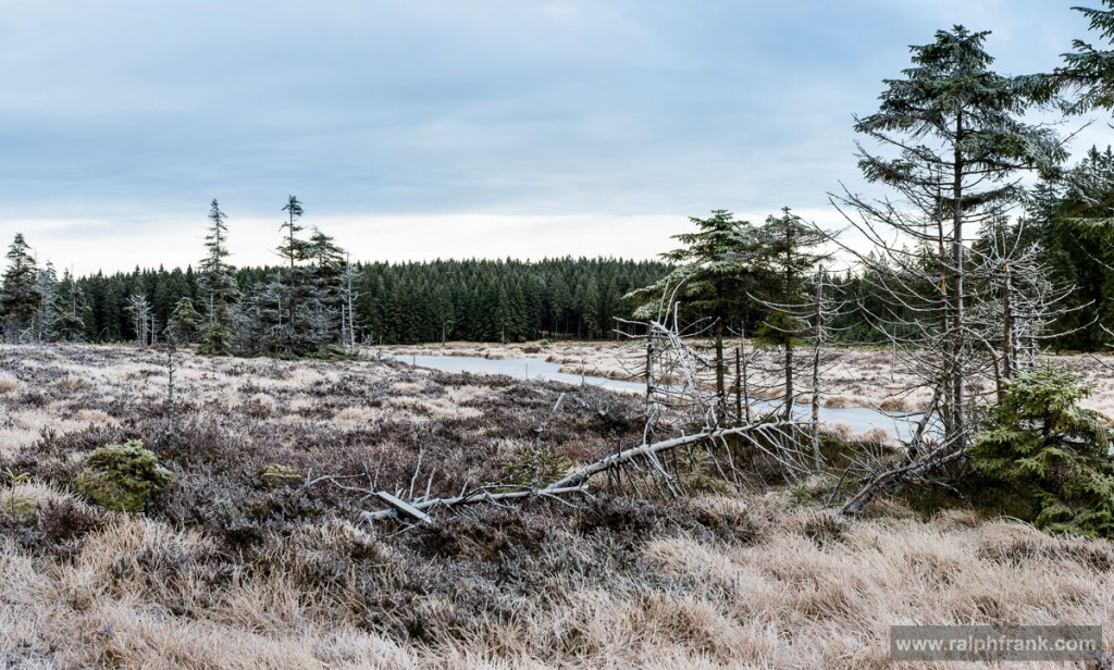 Saukopfmoor am Rennsteig bei Oberhof / Foto: Ralph Frank