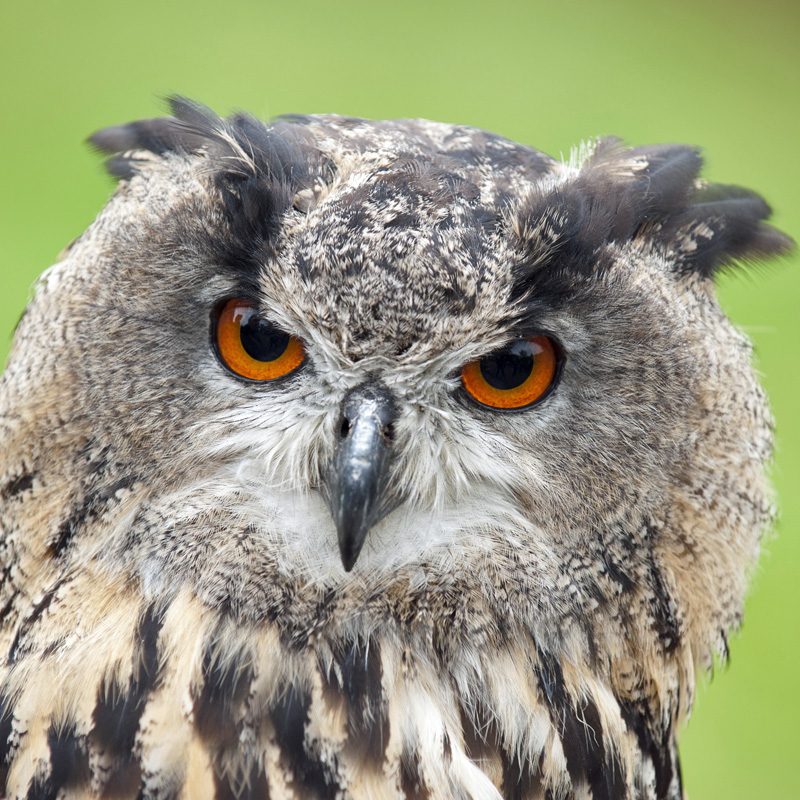 Uhu (Bubo bubo) / Fotograf Ralph Frank