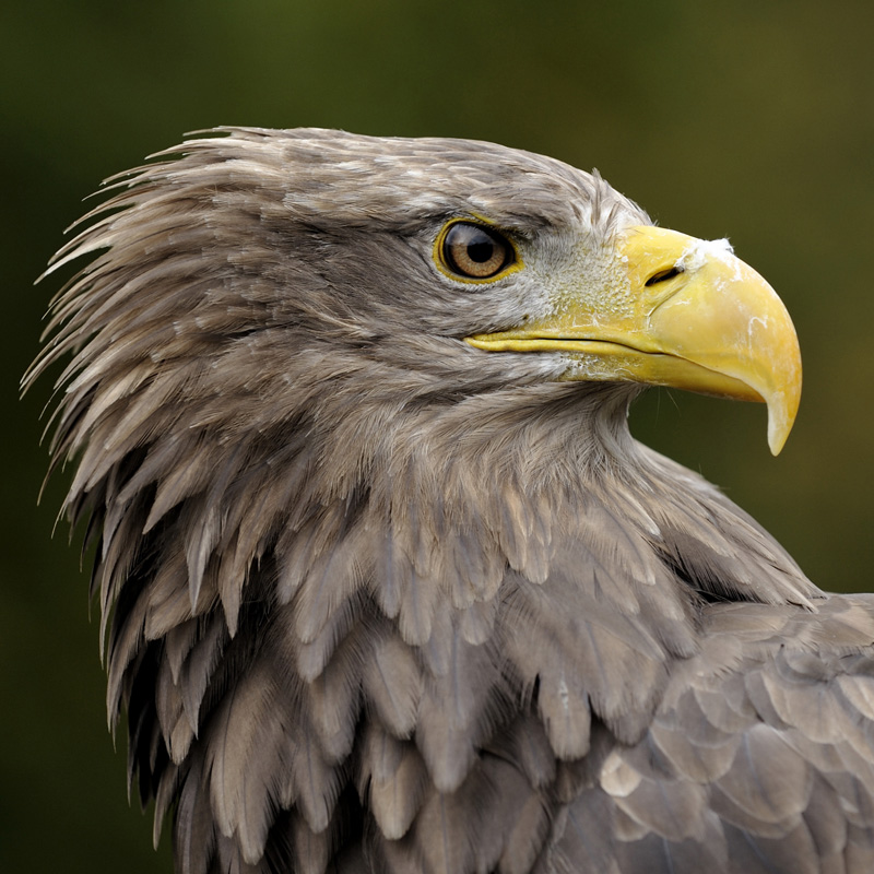 Seeadler (Haliaeetus albicilla) / Foto: Ralph Frank