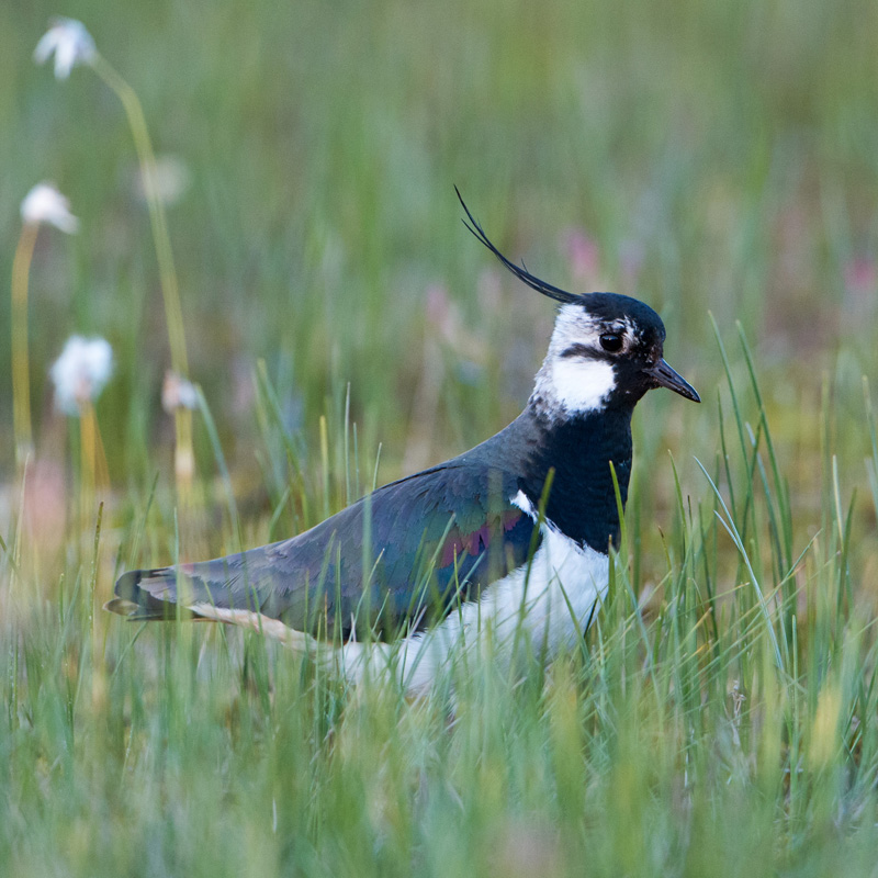 Kiebitz (Vanellus vanellus) / Foto: Ralph Frank
