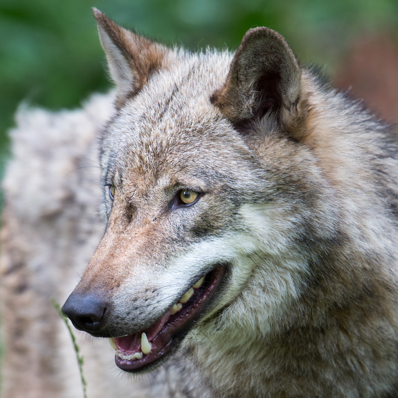 Wolf (Canis lupus) / Foto: Ralph Frank