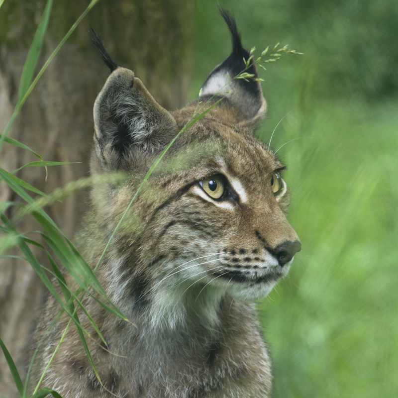 Luchs (Lynx lynx) / Foto: Ralph Frank