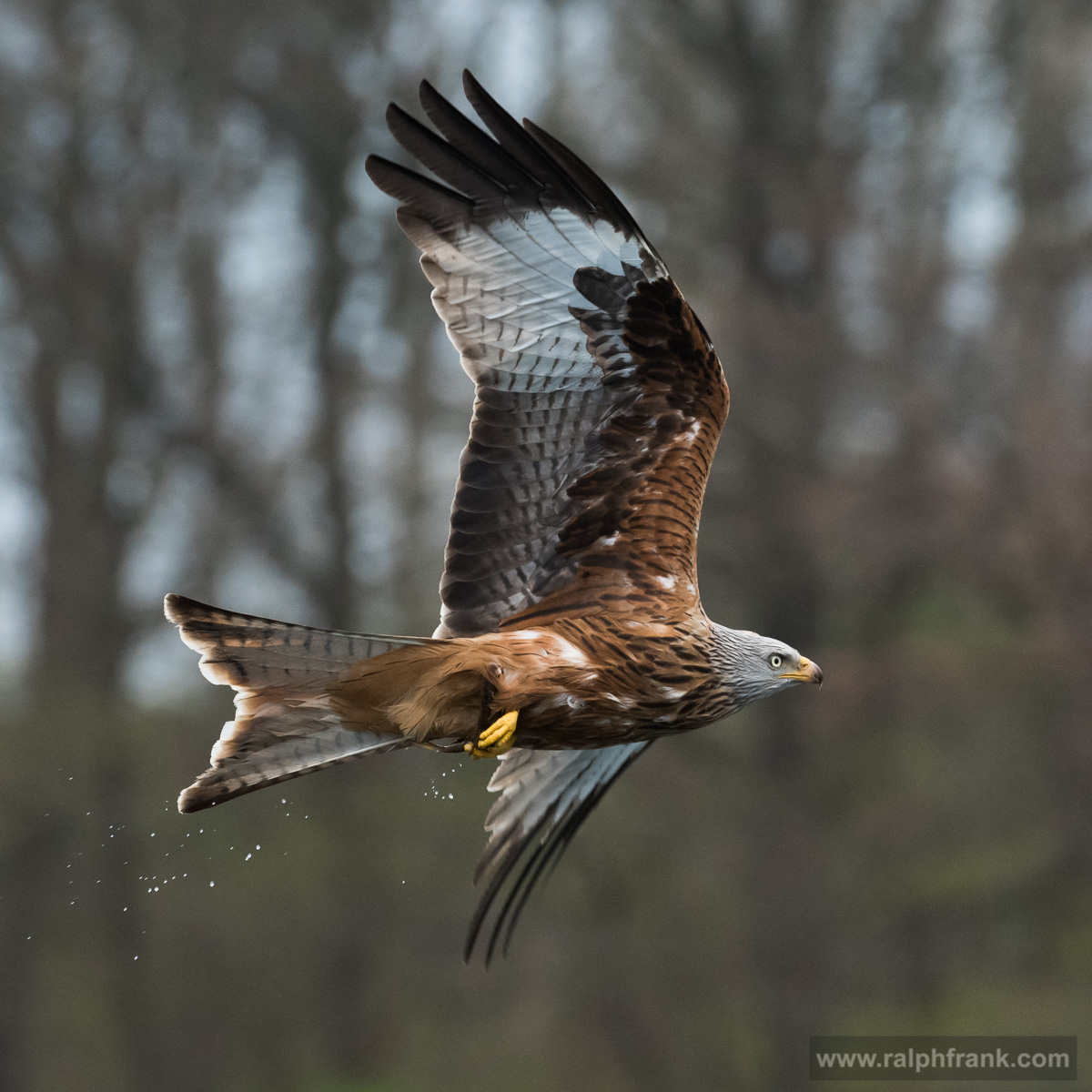Rotmilan (Milvus milvus), auch Roter Milan, Gabelweihe oder Königsweihe genannt, red kite / Foto: Ralph Frank