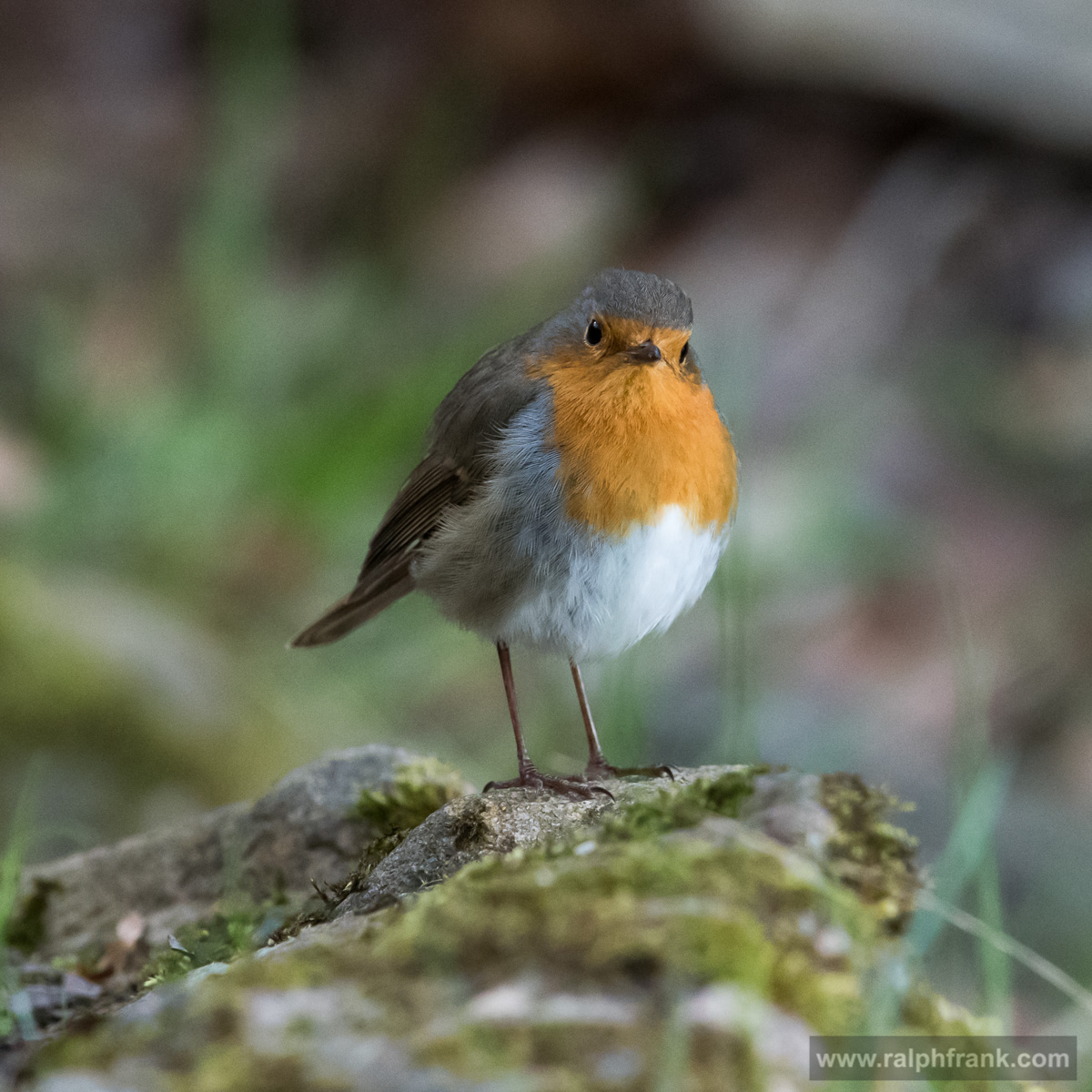 Rotkehlchen (Erithacus rubecula) / robin redbreast / European robin / Foto: Ralph Frank