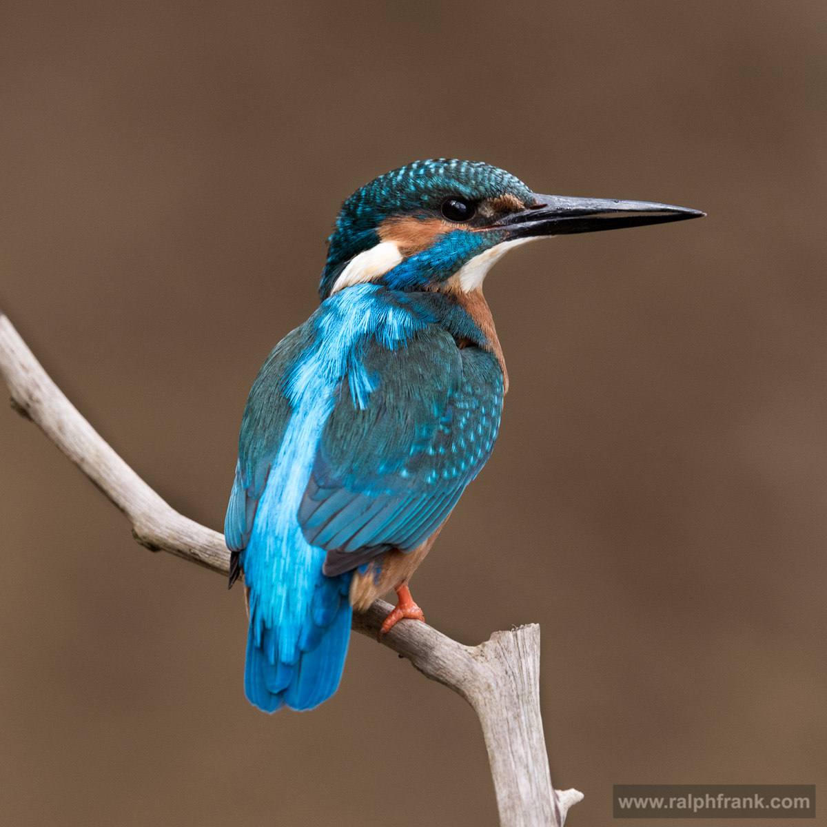 Eisvogel (Alcedo atthis) / kingfisher / Foto: Ralph Frank