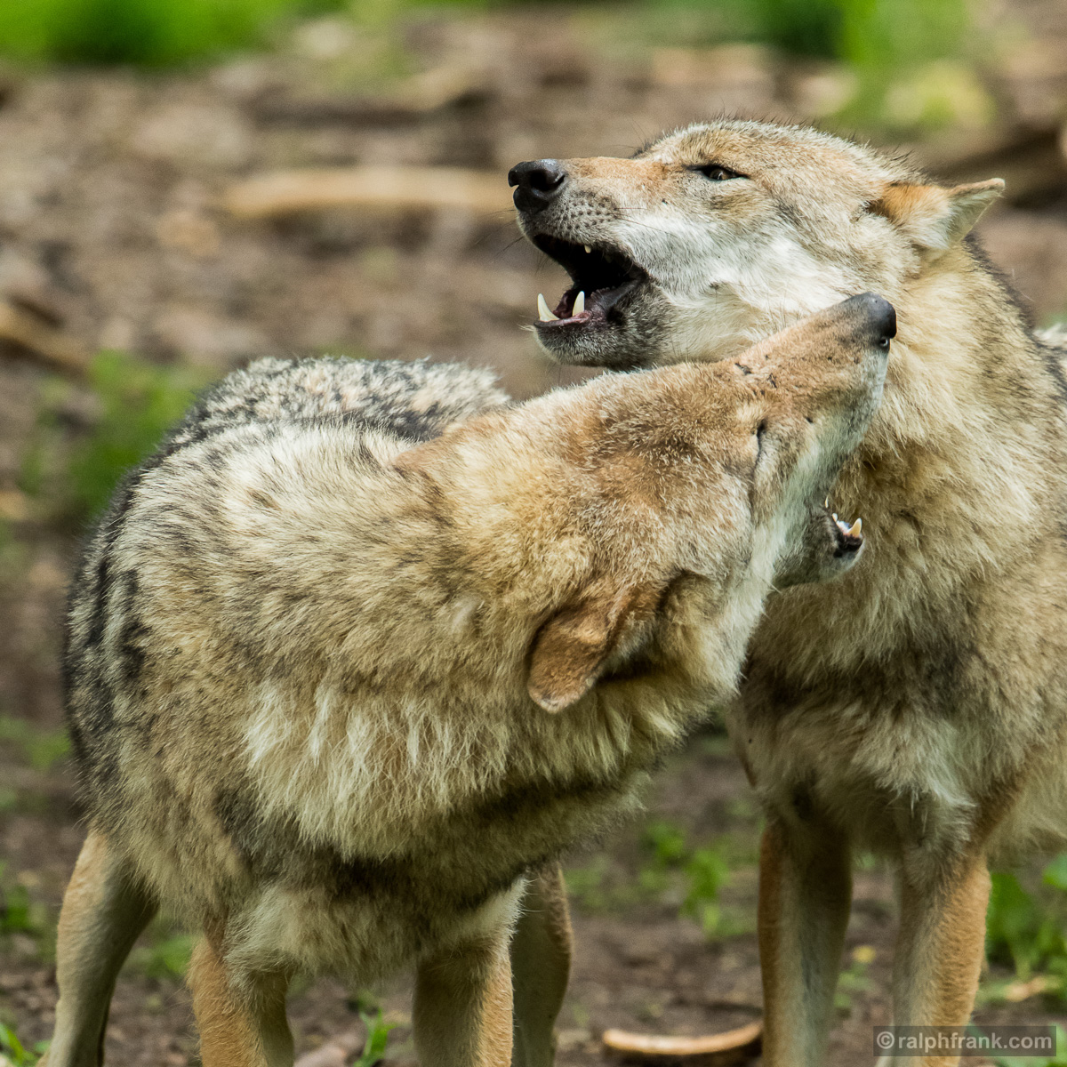 Wolf (Canis lupus) / Foto: Ralph Frank