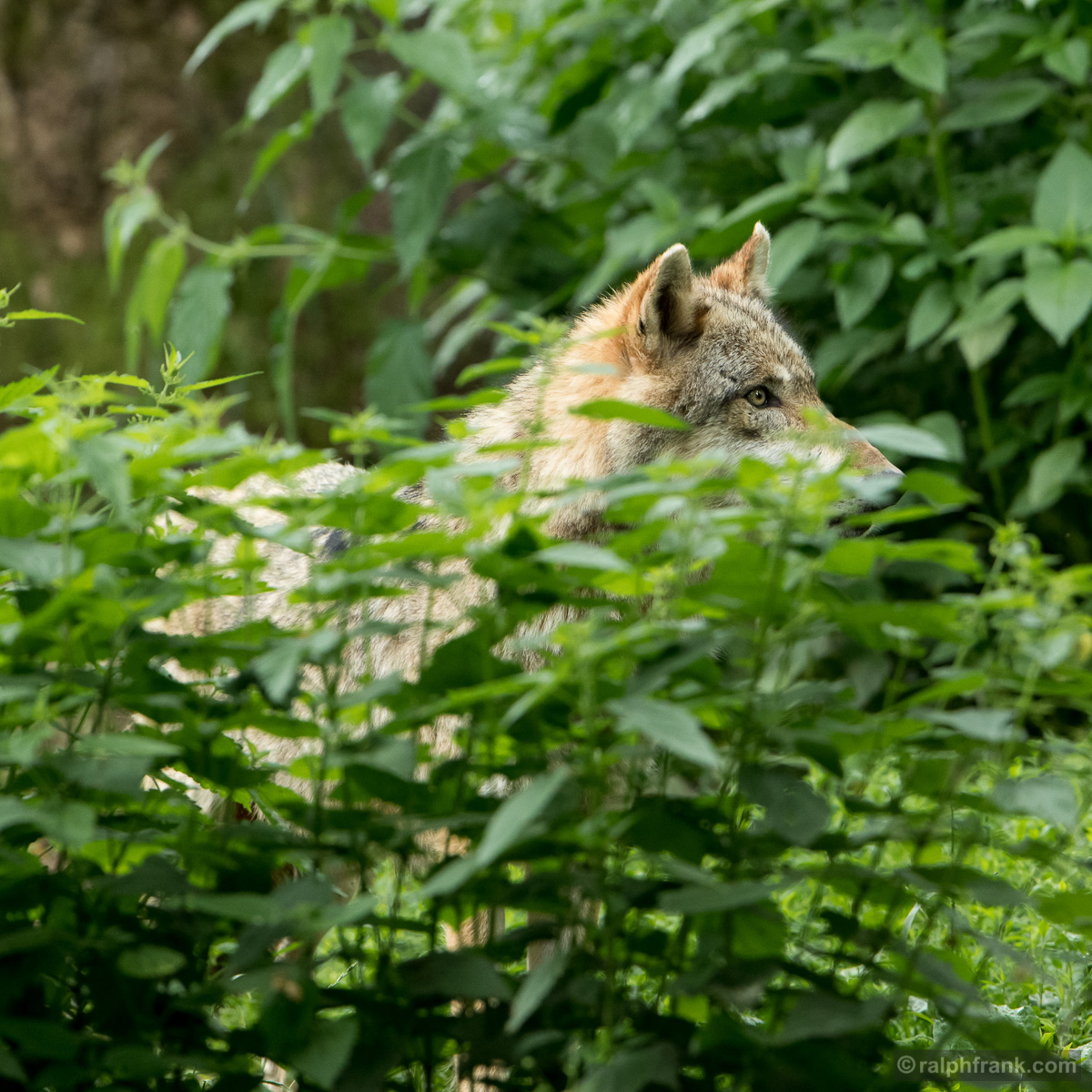 Wolf (Canis lupus) / Foto: Ralph Frank