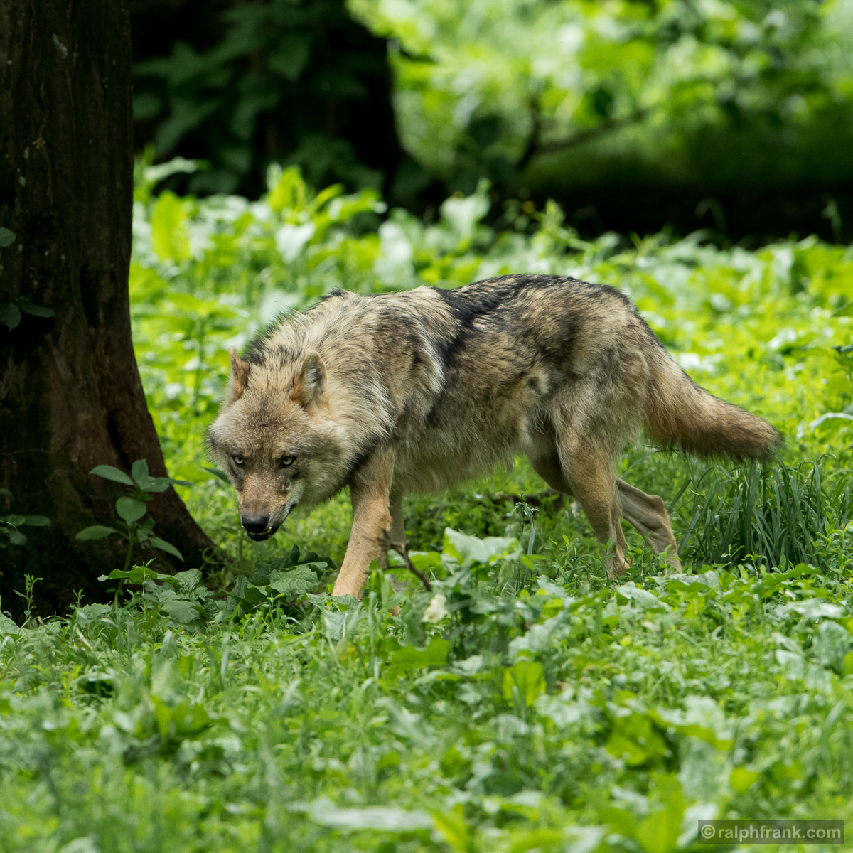 Wolf (Canis lupus) / Foto: Ralph Frank