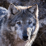 Grauwolf (Canis lupus) / Foto: Ralph Frank
