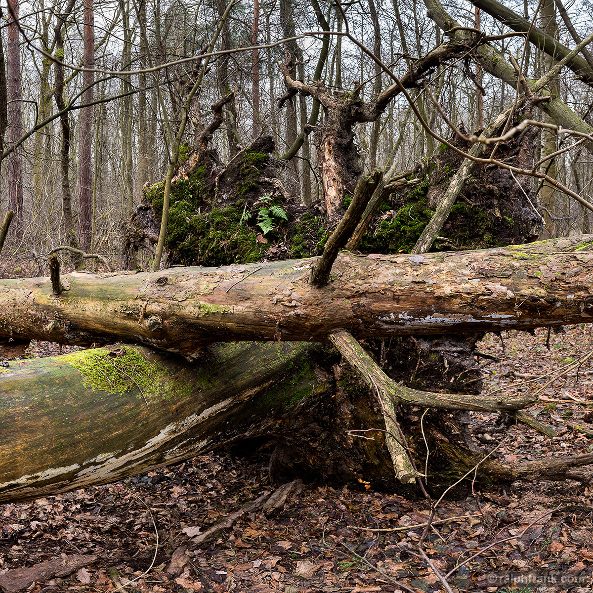 Ursprünglich belassener Wald bei Ohrdruf / Foto: Ralph Frank