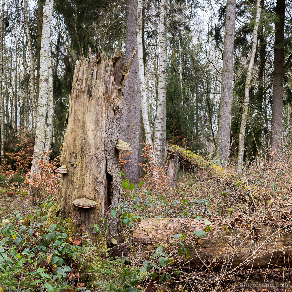 Ursprünglich belassener Wald bei Ohrdruf / Foto: Ralph Frank