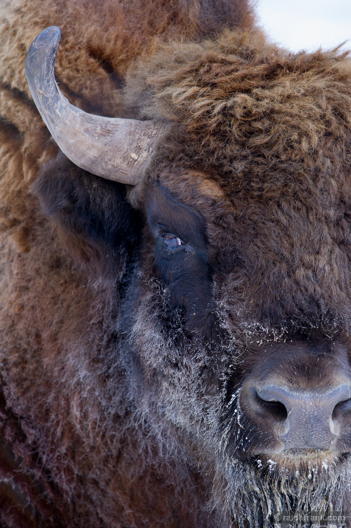 Europäischer Bison (Bison bonasus) / Wisent / Foto: Ralph Frank