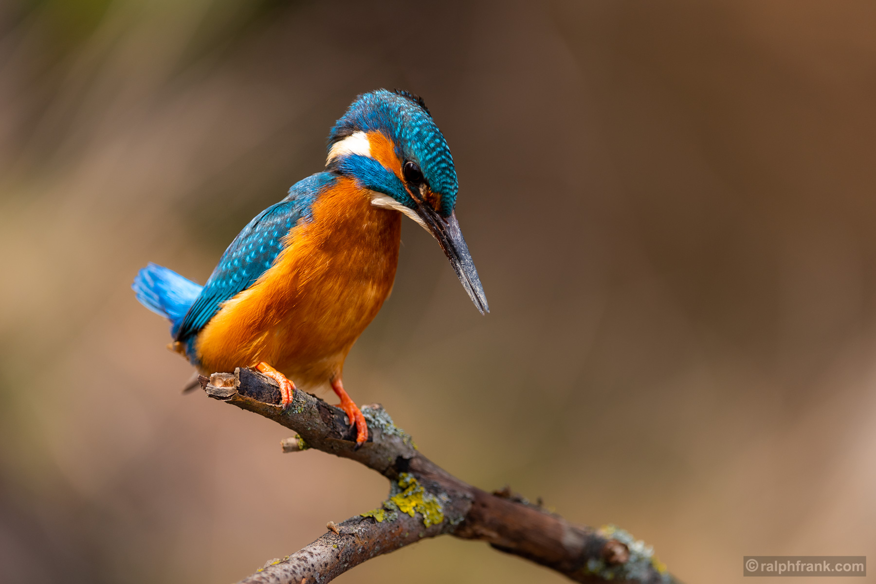 Eisvogel (Alcedo atthis) / kingfisher / Foto: Ralph Frank