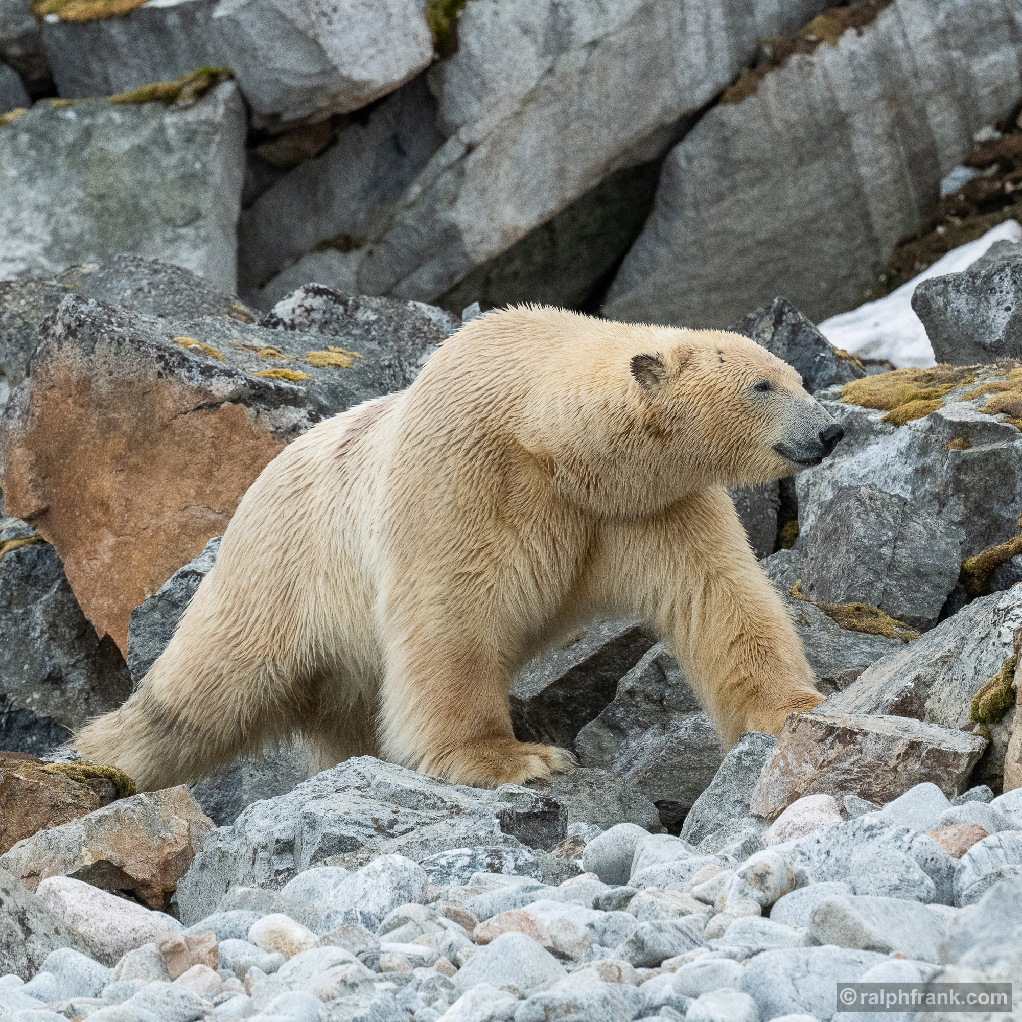 Eisbär (Ursus maritimus) /polarbear / Foto: Ralph Frank