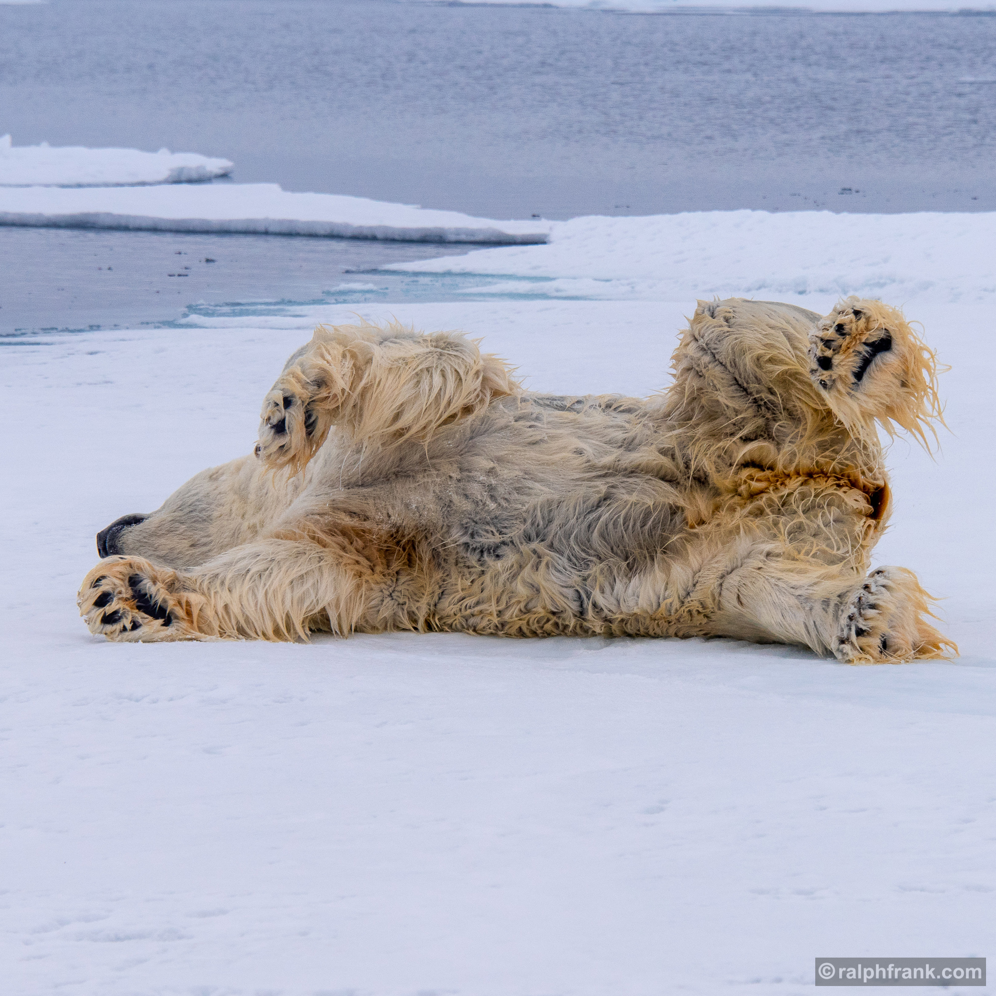 Eisbär (Ursus maritimus) /polarbear / Foto: Ralph Frank