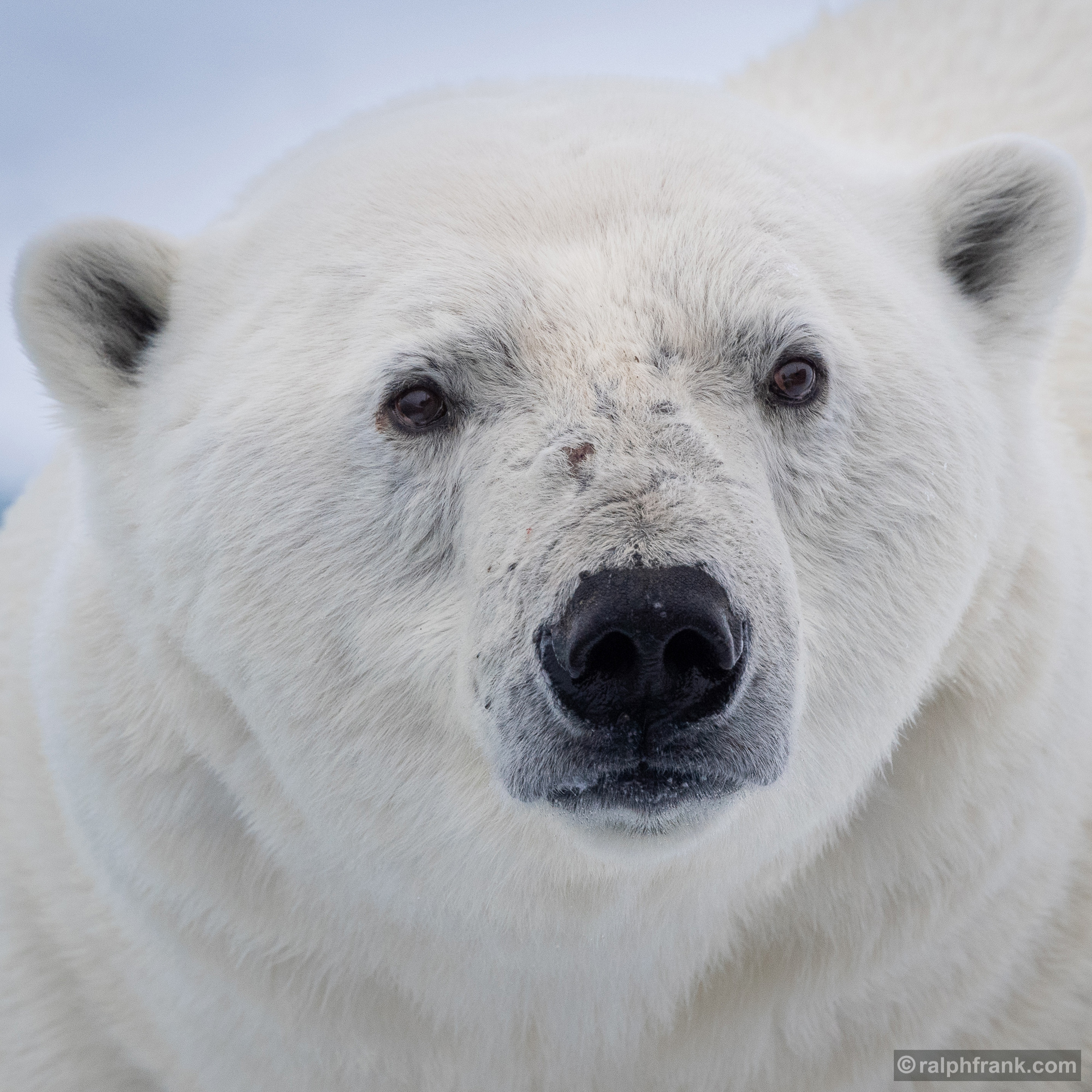 Eisbär (Ursus maritimus) /polarbear / Foto: Ralph Frank