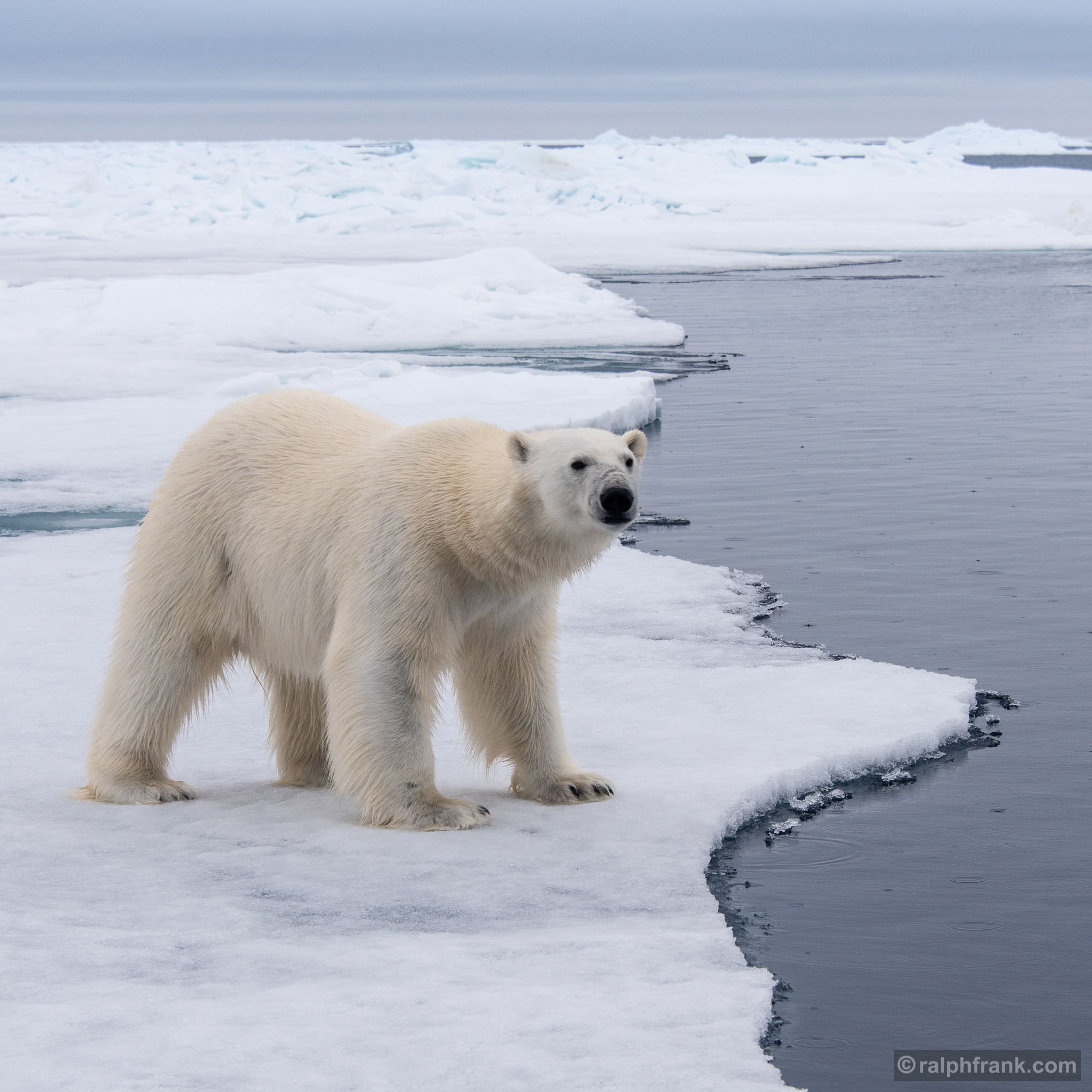Eisbär (Ursus maritimus) /polarbear / Foto: Ralph Frank