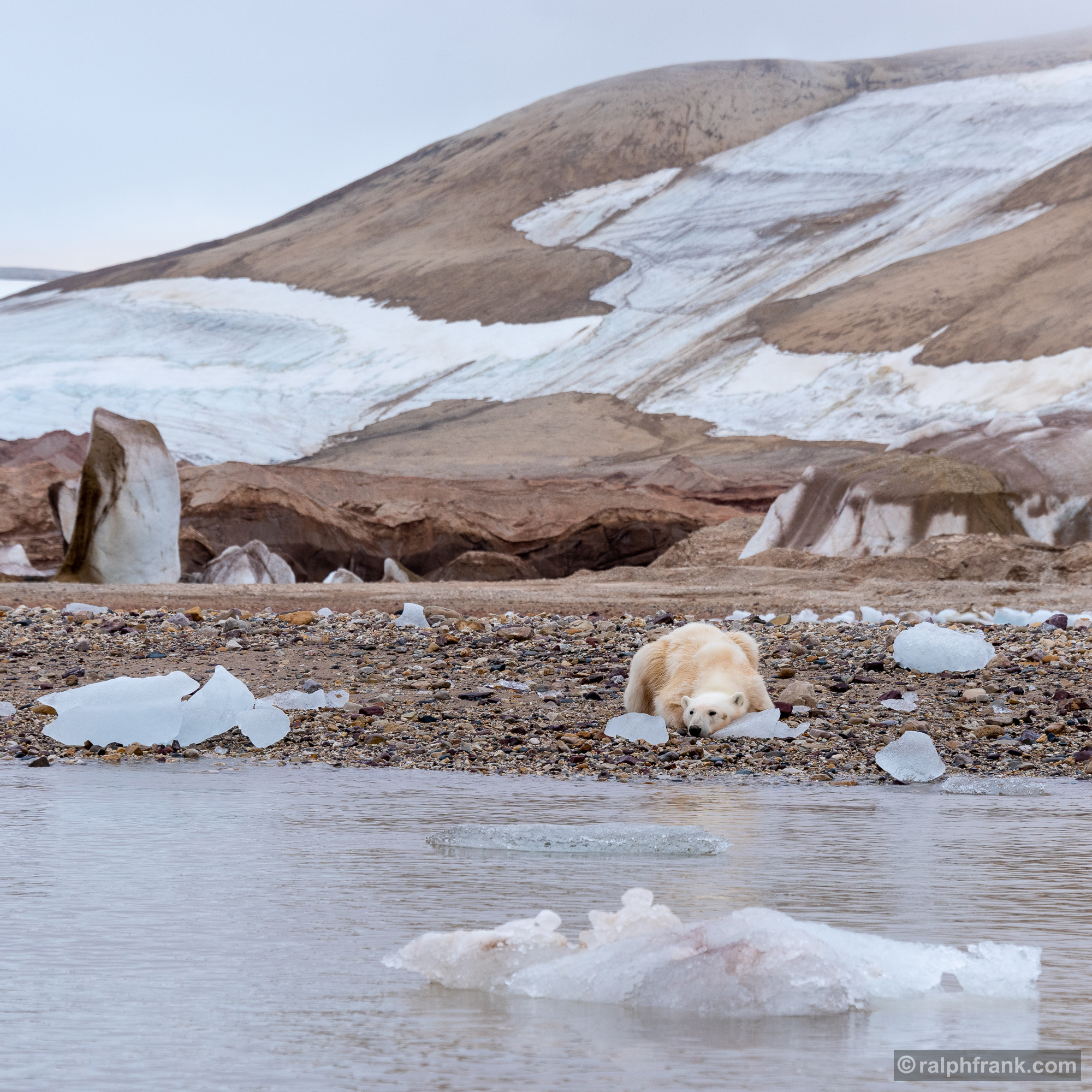 Eisbär (Ursus maritimus) /polarbear / Foto: Ralph Frank
