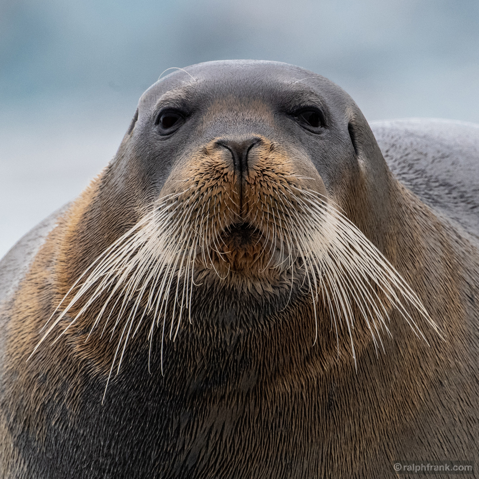 Bartrobbe (Erignathus barbatus) / bearded seal / Foto: Ralph Frank