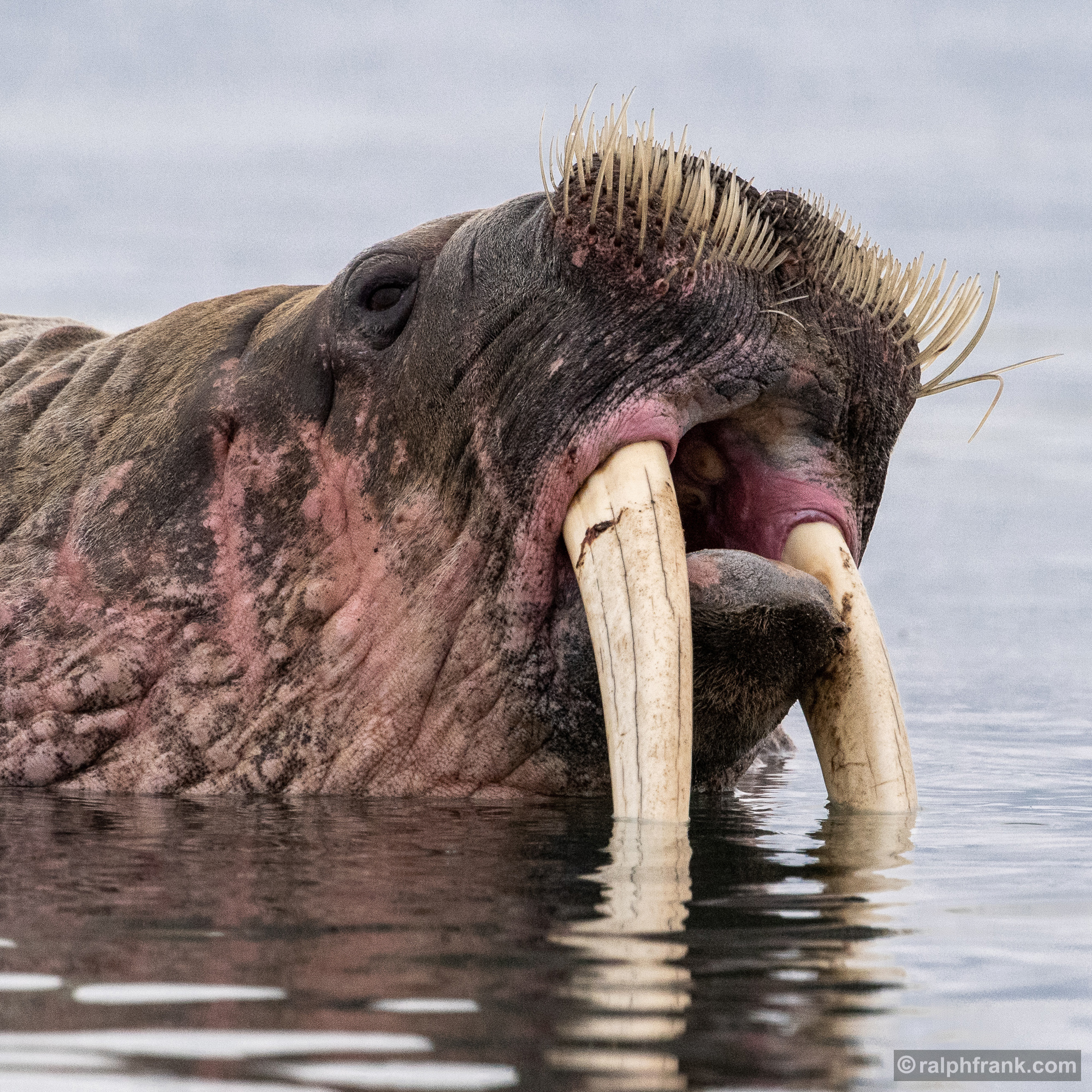 Walross (Odobenus rosmarus) / walrus / Foto: Ralph Frank