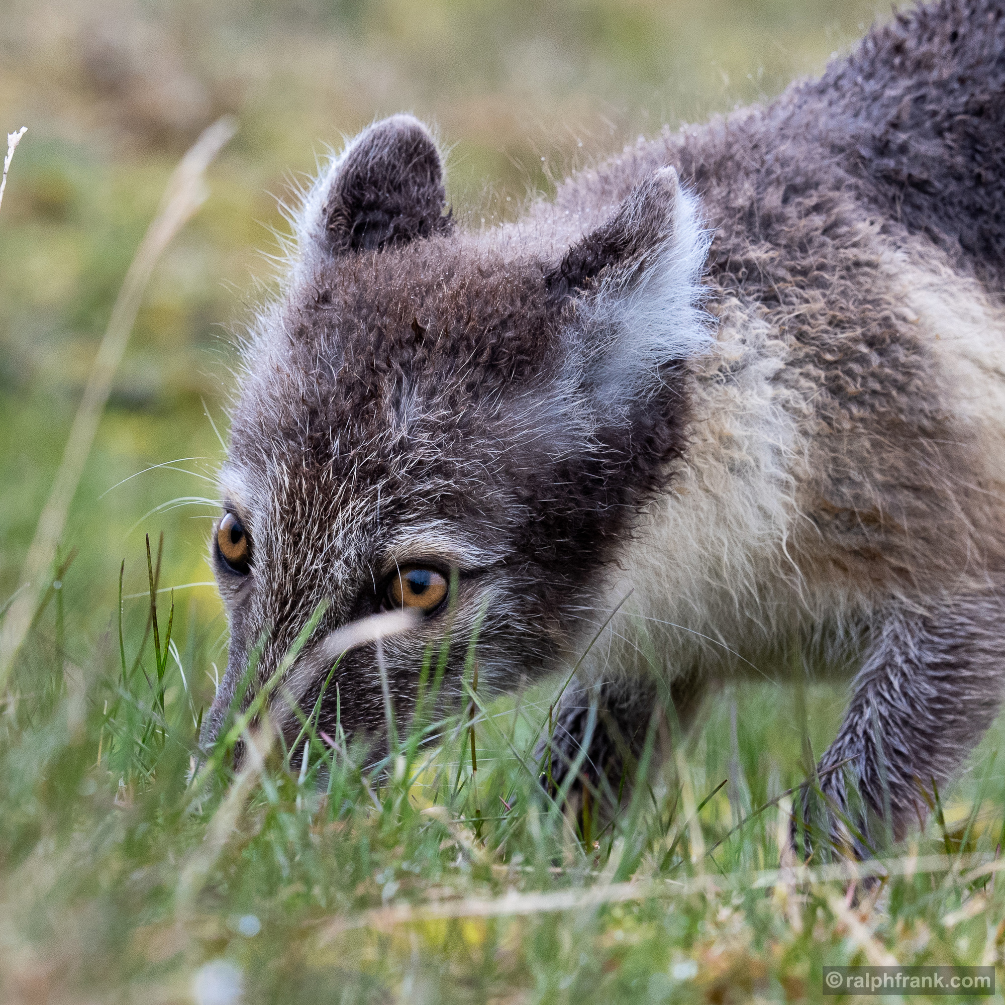 Polarfuchs oder Eisfuchs (Vulpes lagopus) / arctic fox, white fox / Foto: Ralph Frank