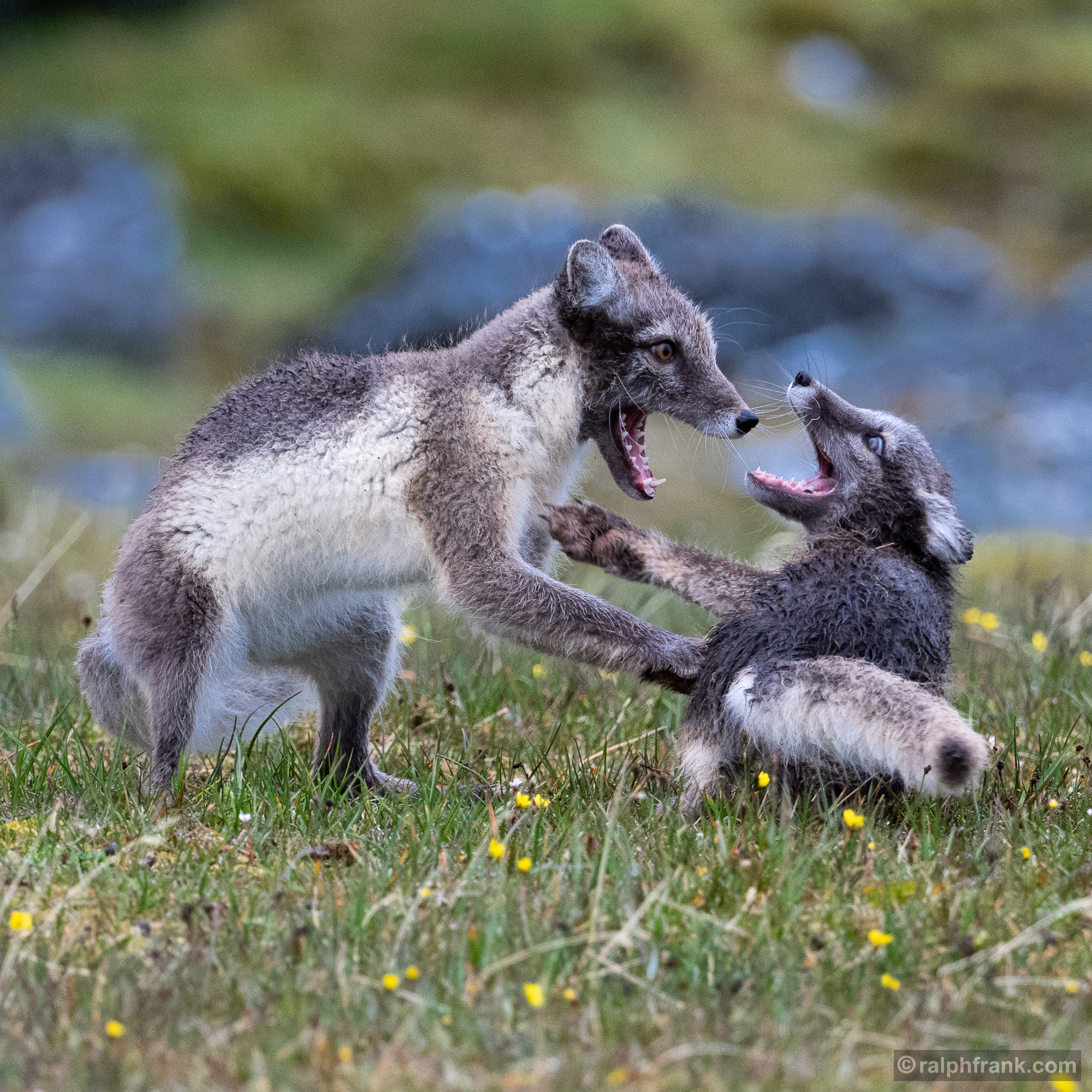 Polarfuchs oder Eisfuchs (Vulpes lagopus) / arctic fox, white fox / Foto: Ralph Frank
