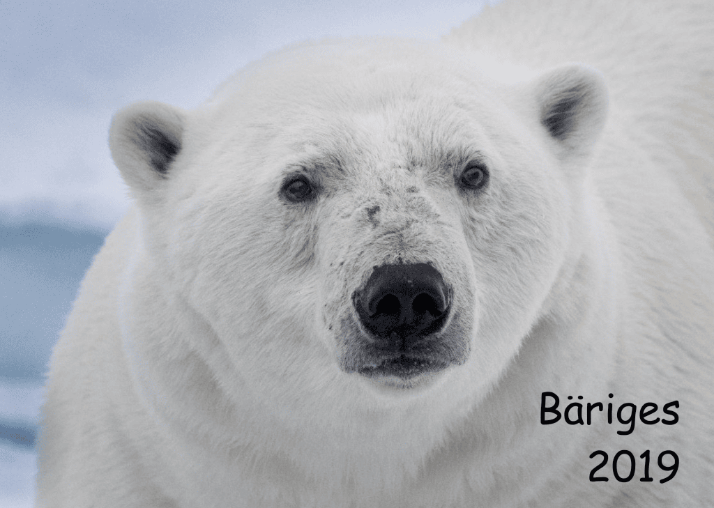Bäriges 2019 - freilebende Bären (Arktis, Spitzbergen, Kanada, Finnland)