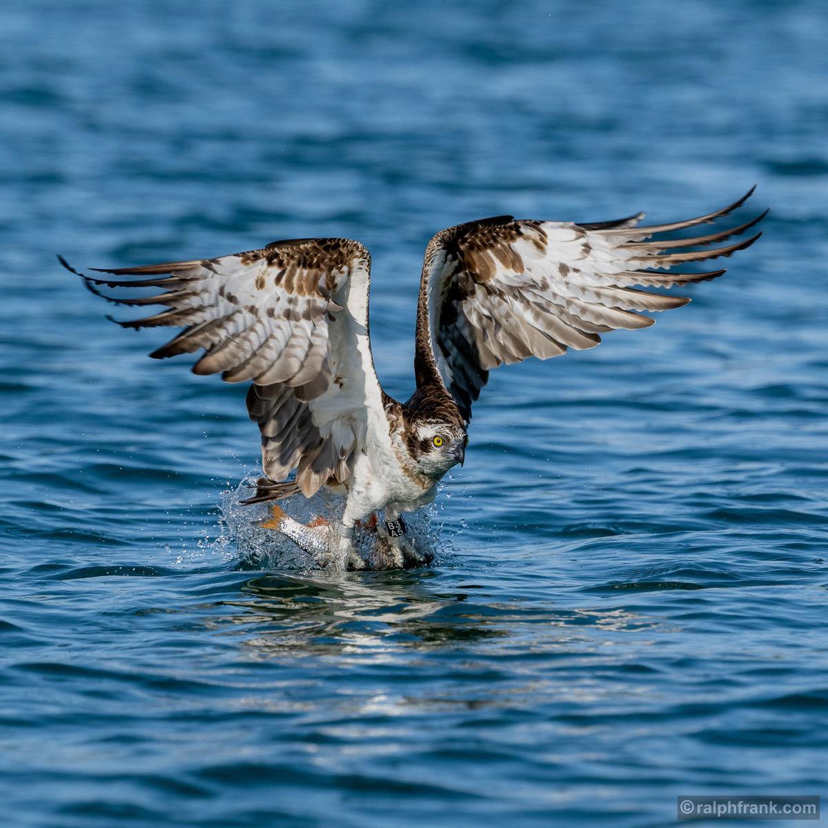 Fischadler (Pandion haliaetus) / osprey / Foto: Ralph Frank