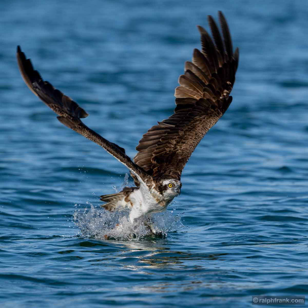 Fischadler (Pandion haliaetus) / osprey / Foto: Ralph Frank