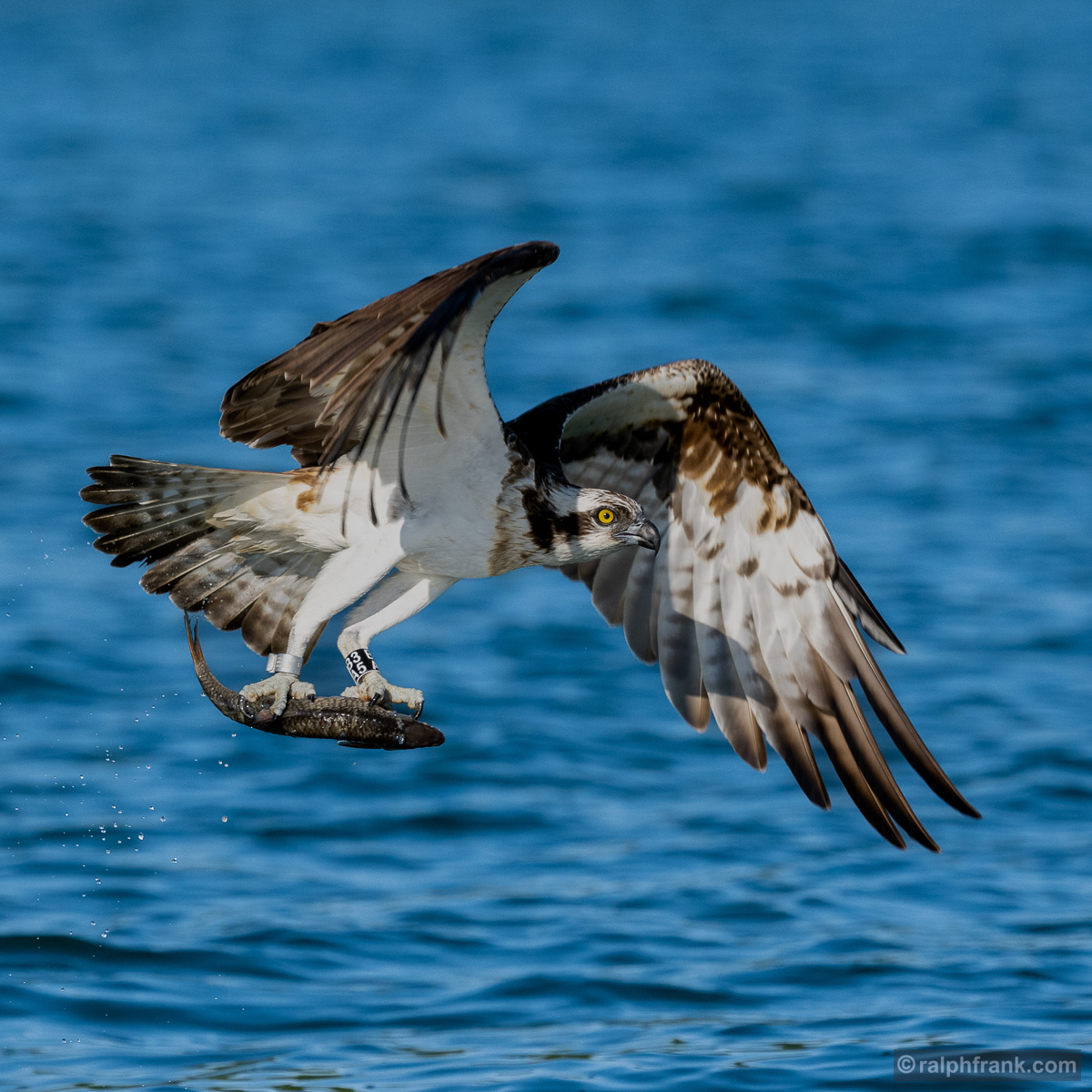 Fischadler (Pandion haliaetus) / osprey / Foto: Ralph Frank