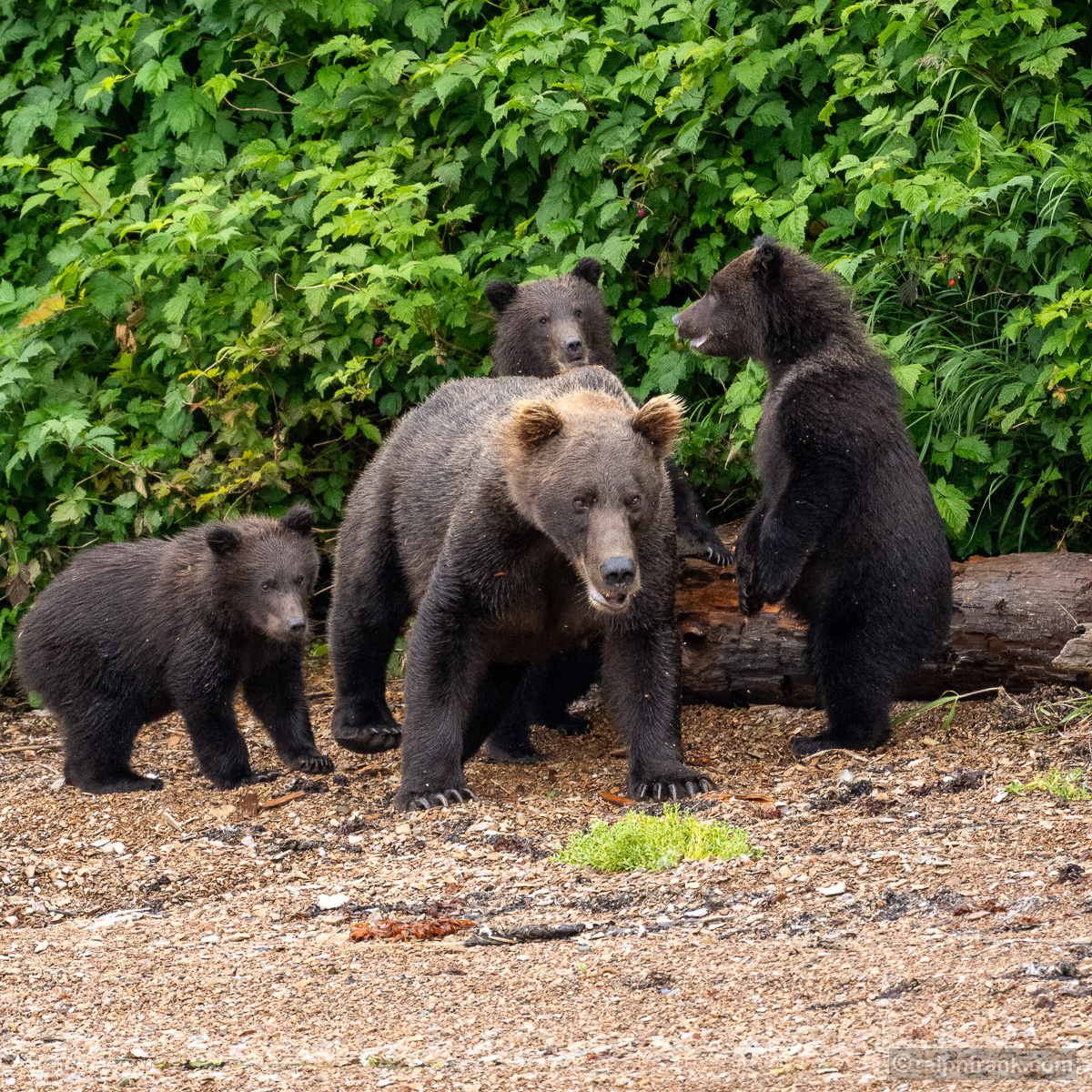 Grizzlybär (Ursus arctos horribilis) / grizzly bear / Foto: Ralph Frank